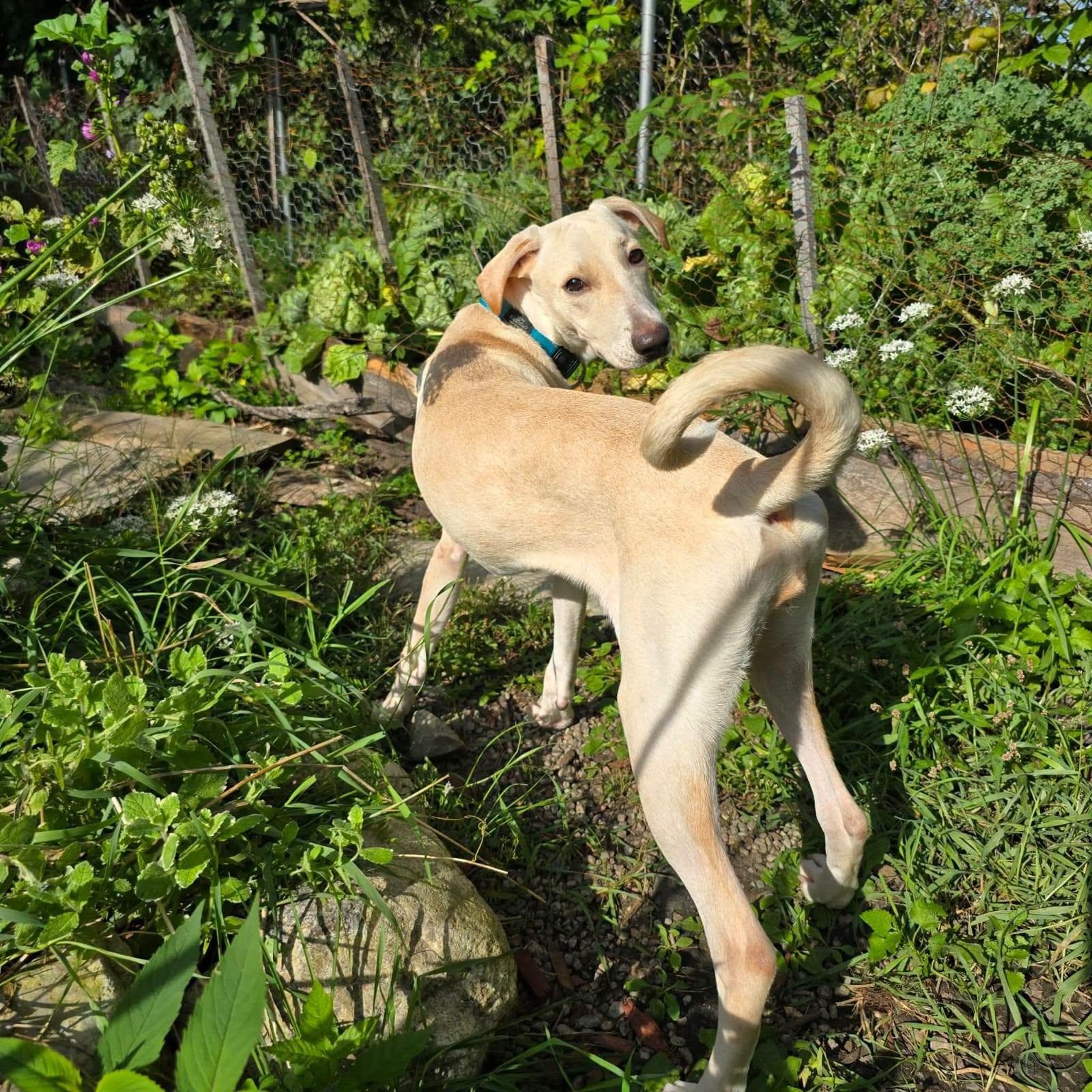 Enlarge Nube, a Adopted mixed breed in Williamsburg, ON image 3/6