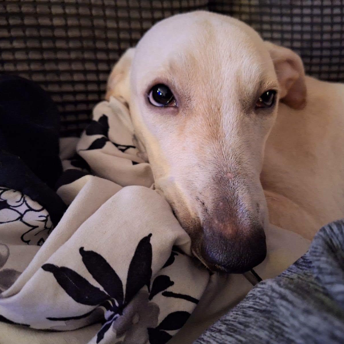 Enlarge Nube, a Adopted mixed breed in Williamsburg, ON image 6/6