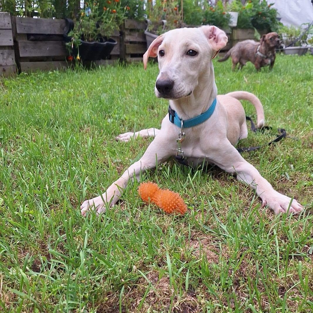 Enlarge Nube, a Adopted mixed breed in Williamsburg, ON image 2/6