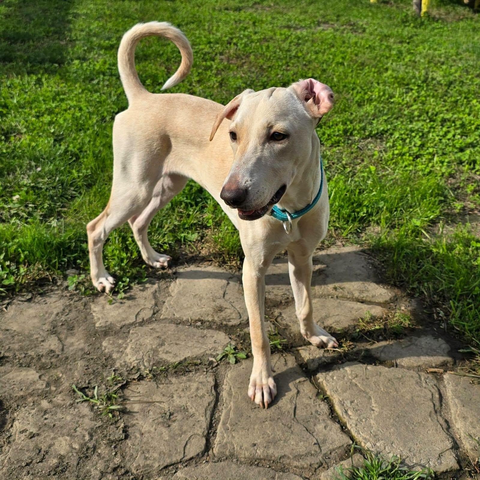 Enlarge Nube, a Adopted mixed breed in Williamsburg, ON image 1/6