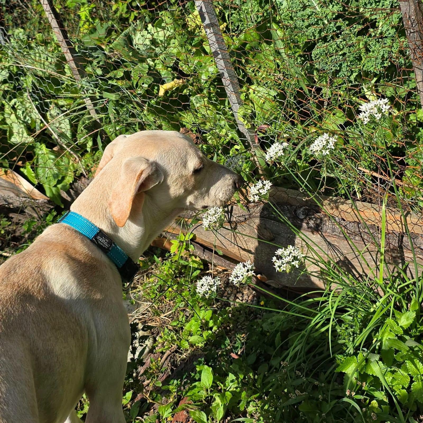 Enlarge Nube, a Adopted mixed breed in Williamsburg, ON image 4/6