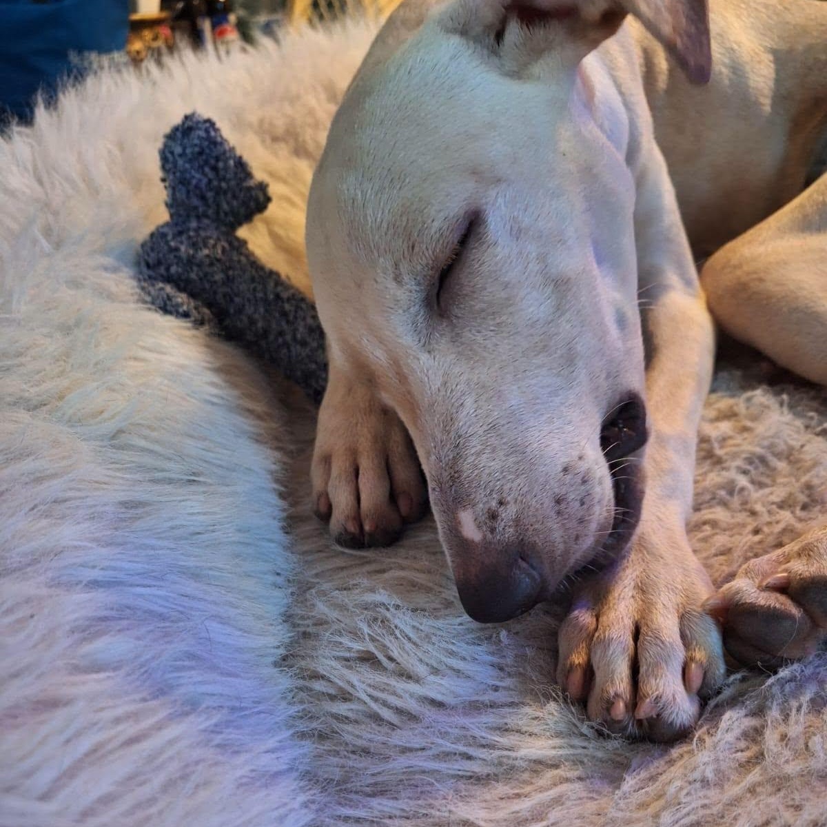 Enlarge Nube, a Adopted mixed breed in Williamsburg, ON image 5/6