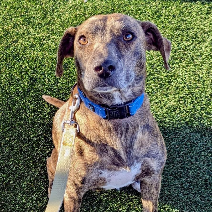 Delphine, Adoptable, Adult Female Mixed Breed.