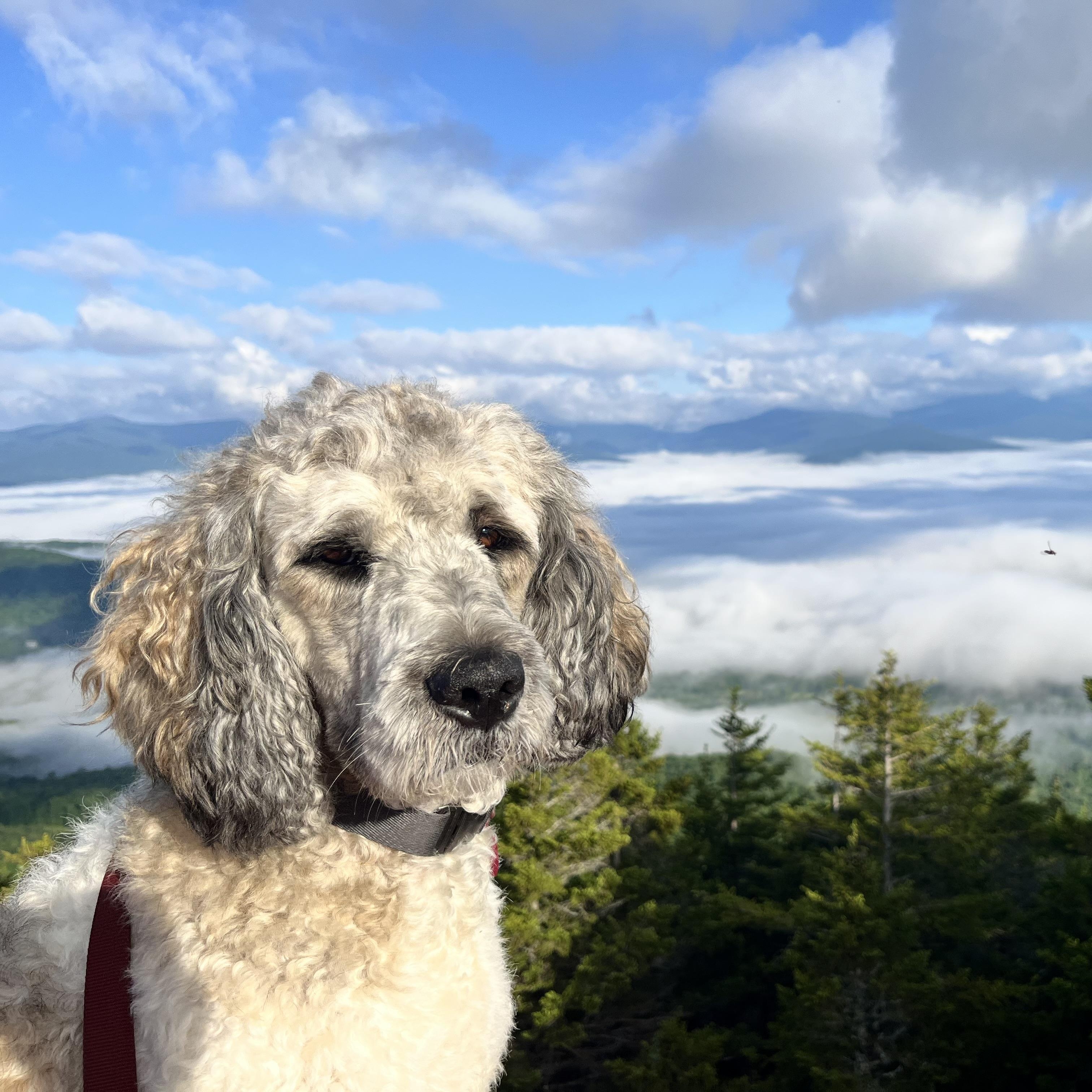 Enlarge Miley - in Vermont, a ADOPTABLE mixed breed in New Boston, NH image 2/6