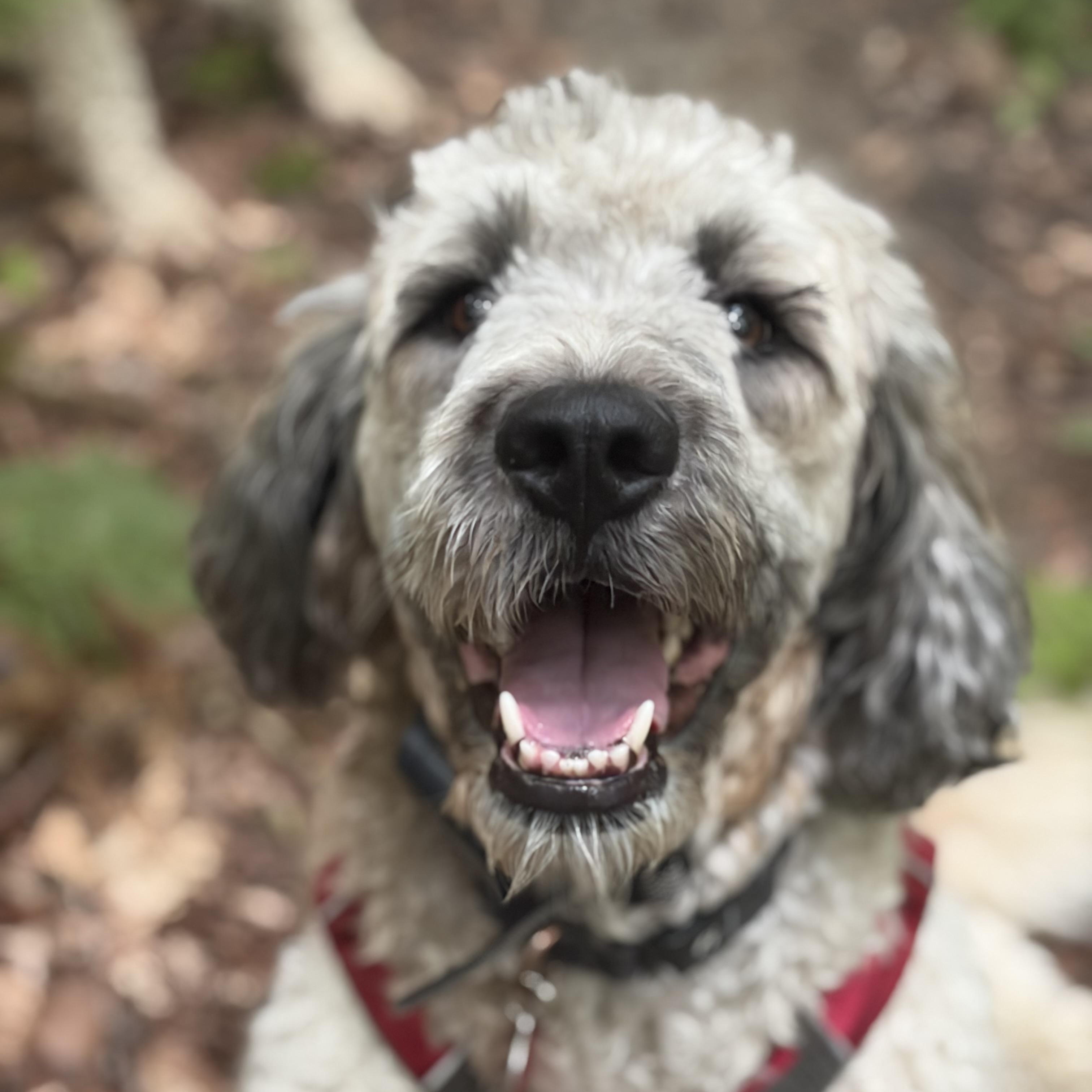 Enlarge Miley - in Vermont, a ADOPTABLE mixed breed in New Boston, NH image 6/6