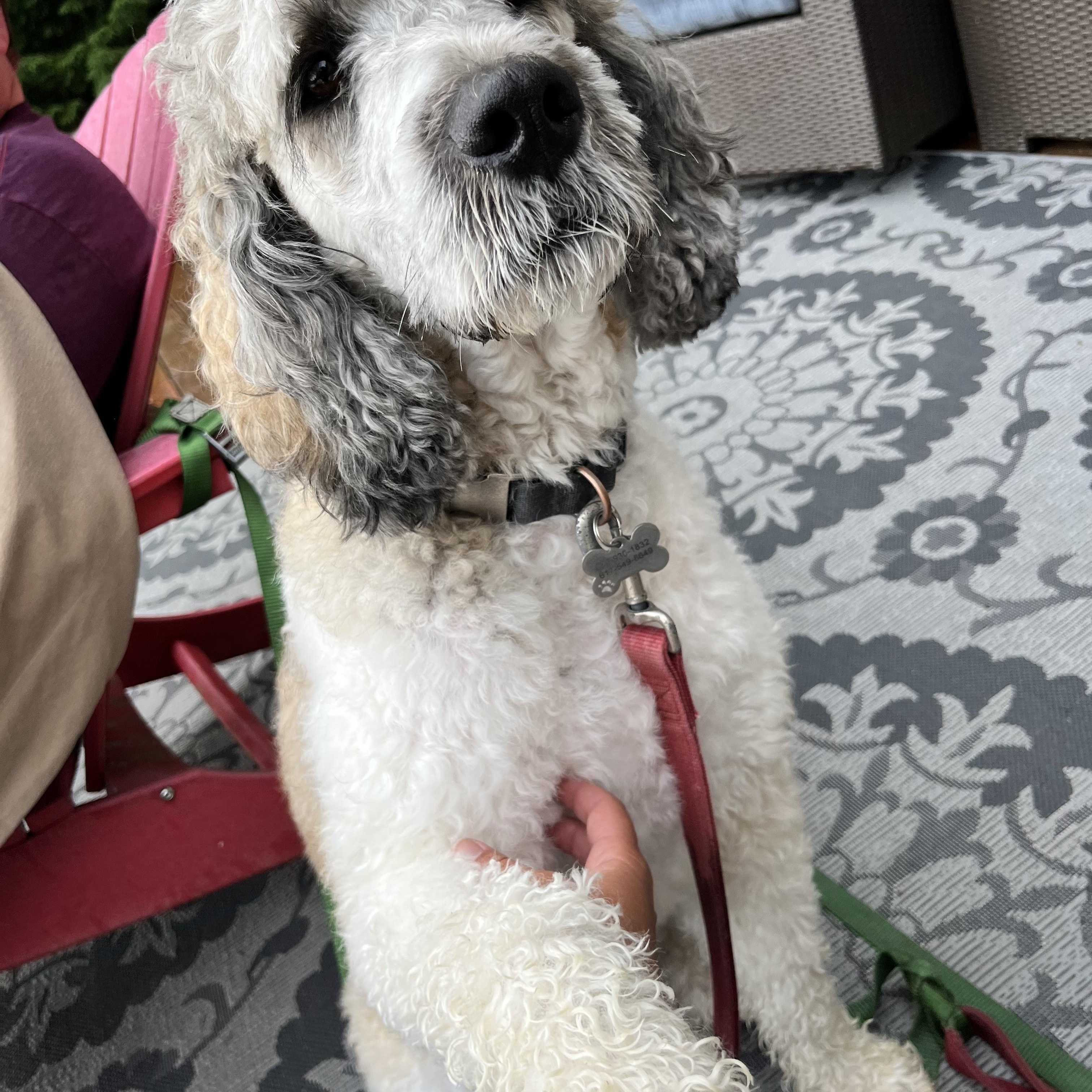 Enlarge Miley - in Vermont, a ADOPTABLE mixed breed in New Boston, NH image 4/6