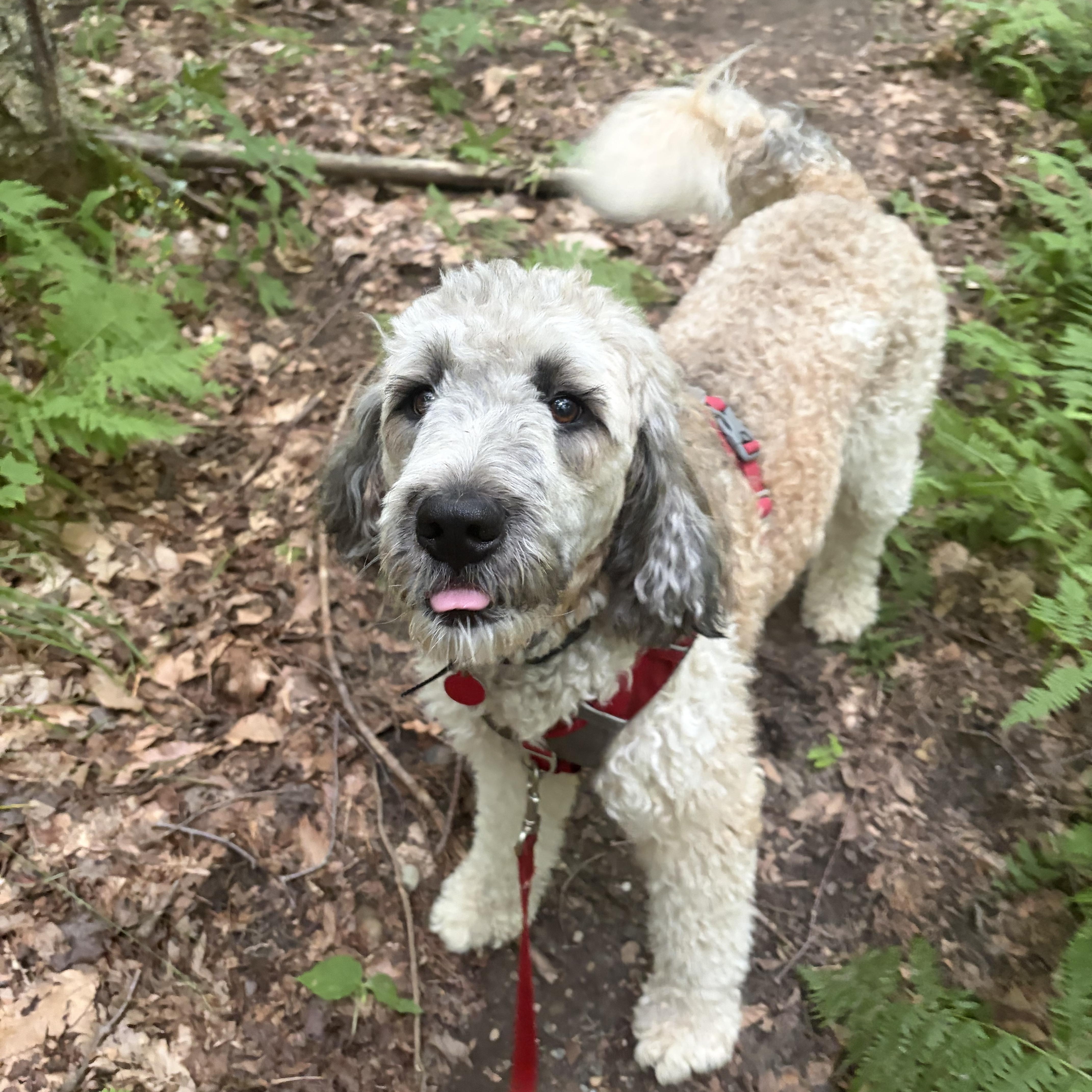 Miley - in Vermont, ADOPTABLE, Adult Female Poodle.