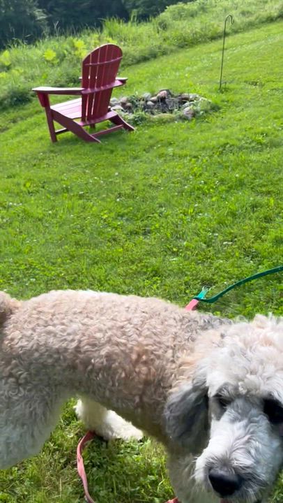 Enlarge Miley - in Vermont, a ADOPTABLE mixed breed in New Boston, NH video 5/6