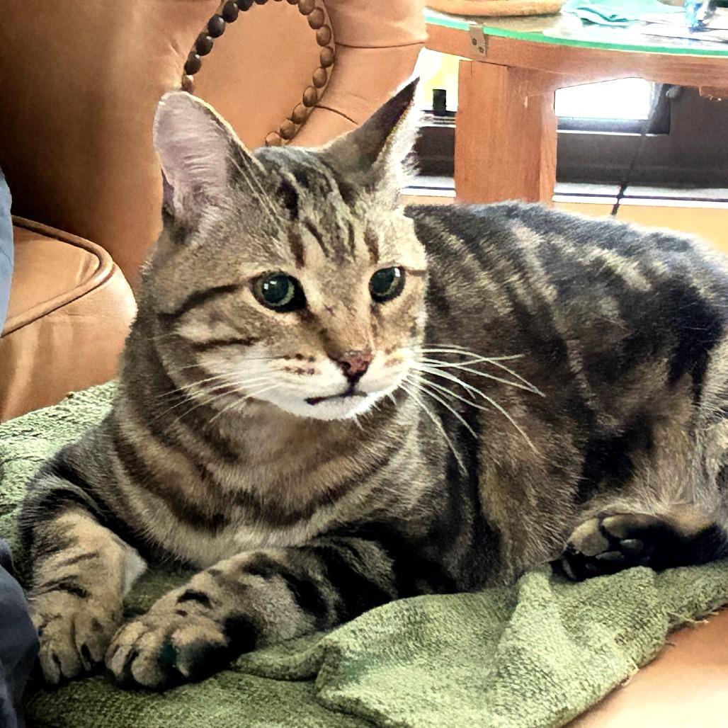 Leon, Adoptable, Senior Male Domestic Short Hair.