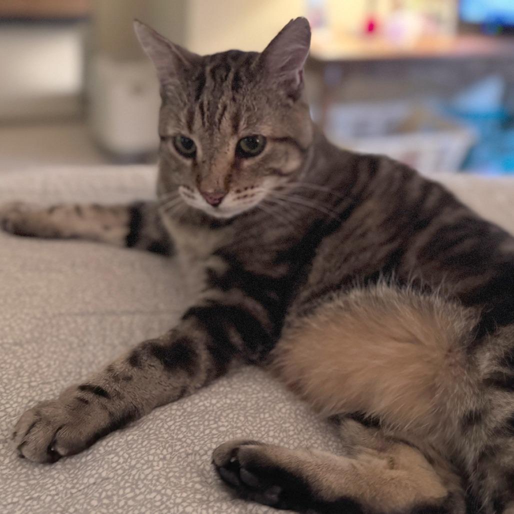 Enlarge Leon, a Adoptable mixed breed in Woodinville, WA image 2/3