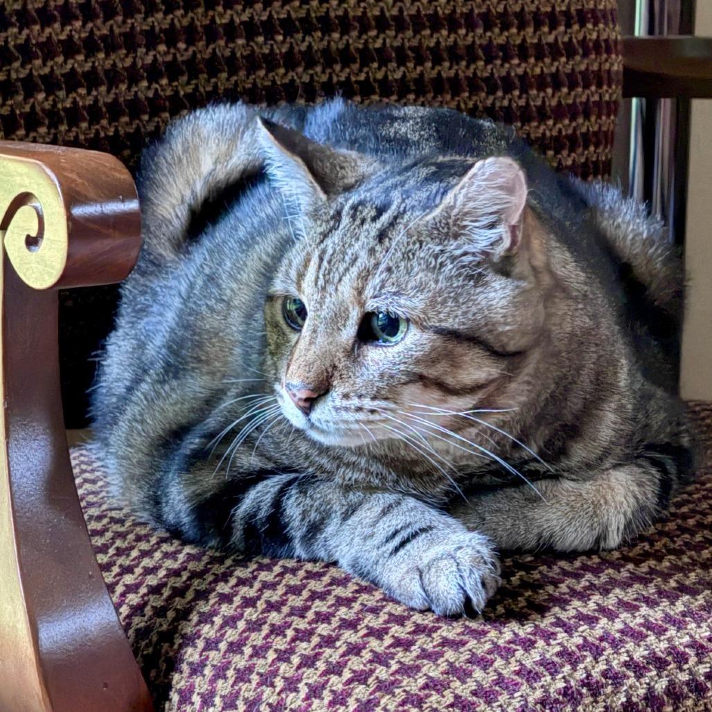 Enlarge Leon, a Adoptable mixed breed in Woodinville, WA image 3/3