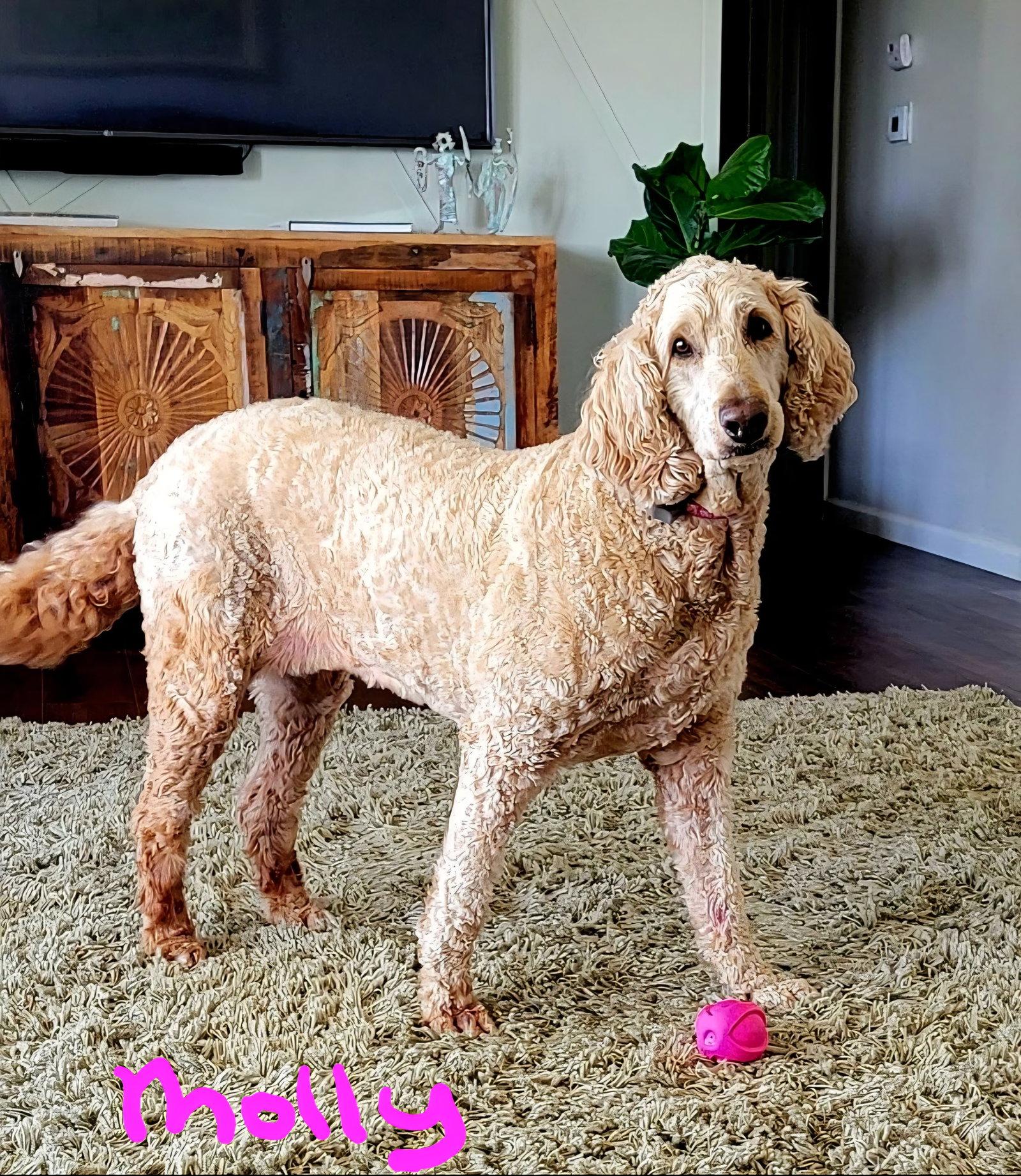 Molly, Adoptable, Senior Female Golden Retriever & Standard Poodle.