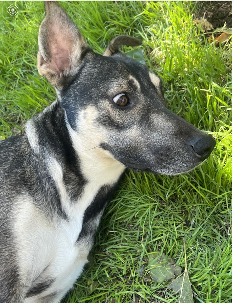 Enlarge Cypress, a Adoptable mixed breed in Avon, CT image 2/6