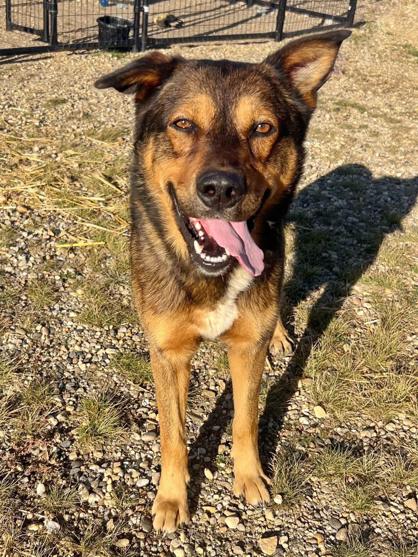 Enlarge Cooper, a Adoptable mixed breed in Peace River, AB image 1/1