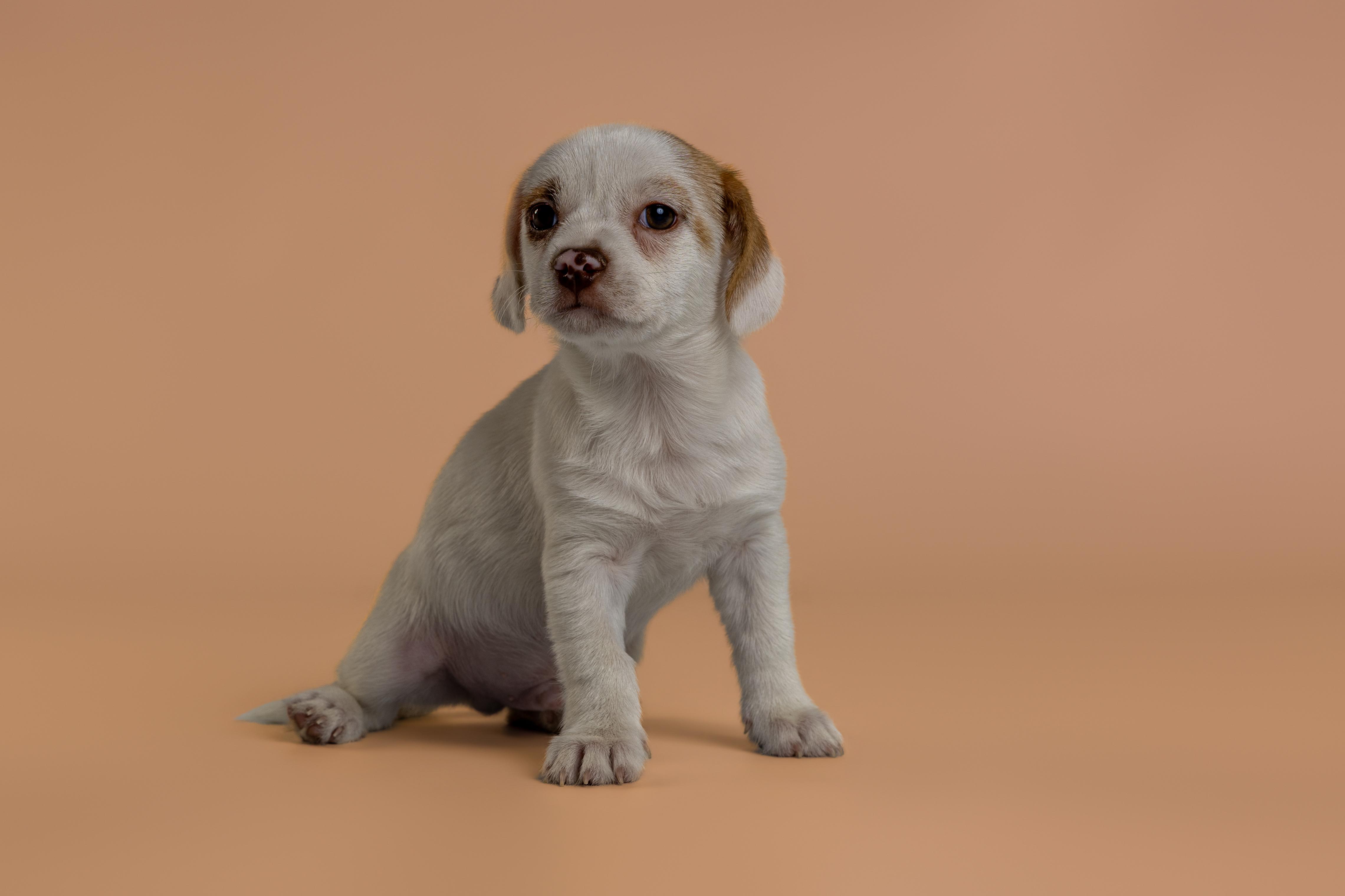 Enlarge Gabbana, an adopted mixed breed in Tyler, TX image 4/5