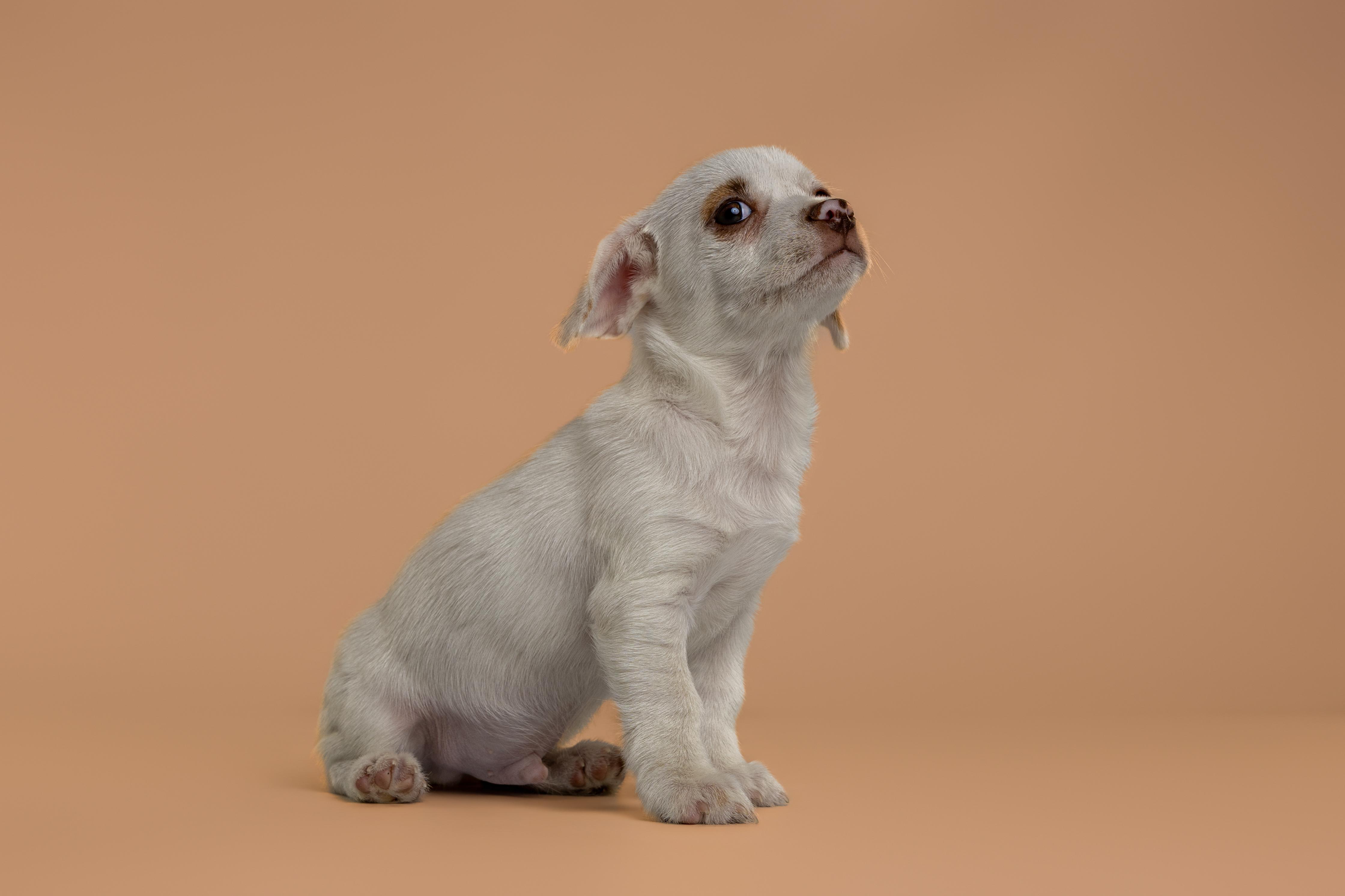Enlarge Gabbana, an adopted mixed breed in Tyler, TX image 1/5