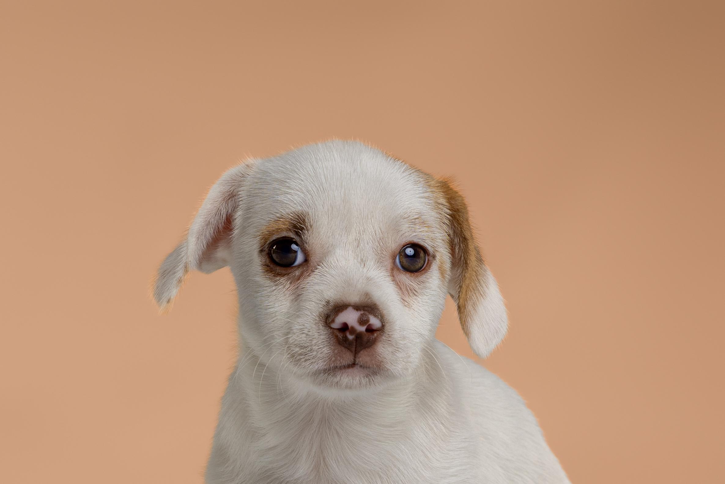 Enlarge Gabbana, an adopted mixed breed in Tyler, TX image 5/5