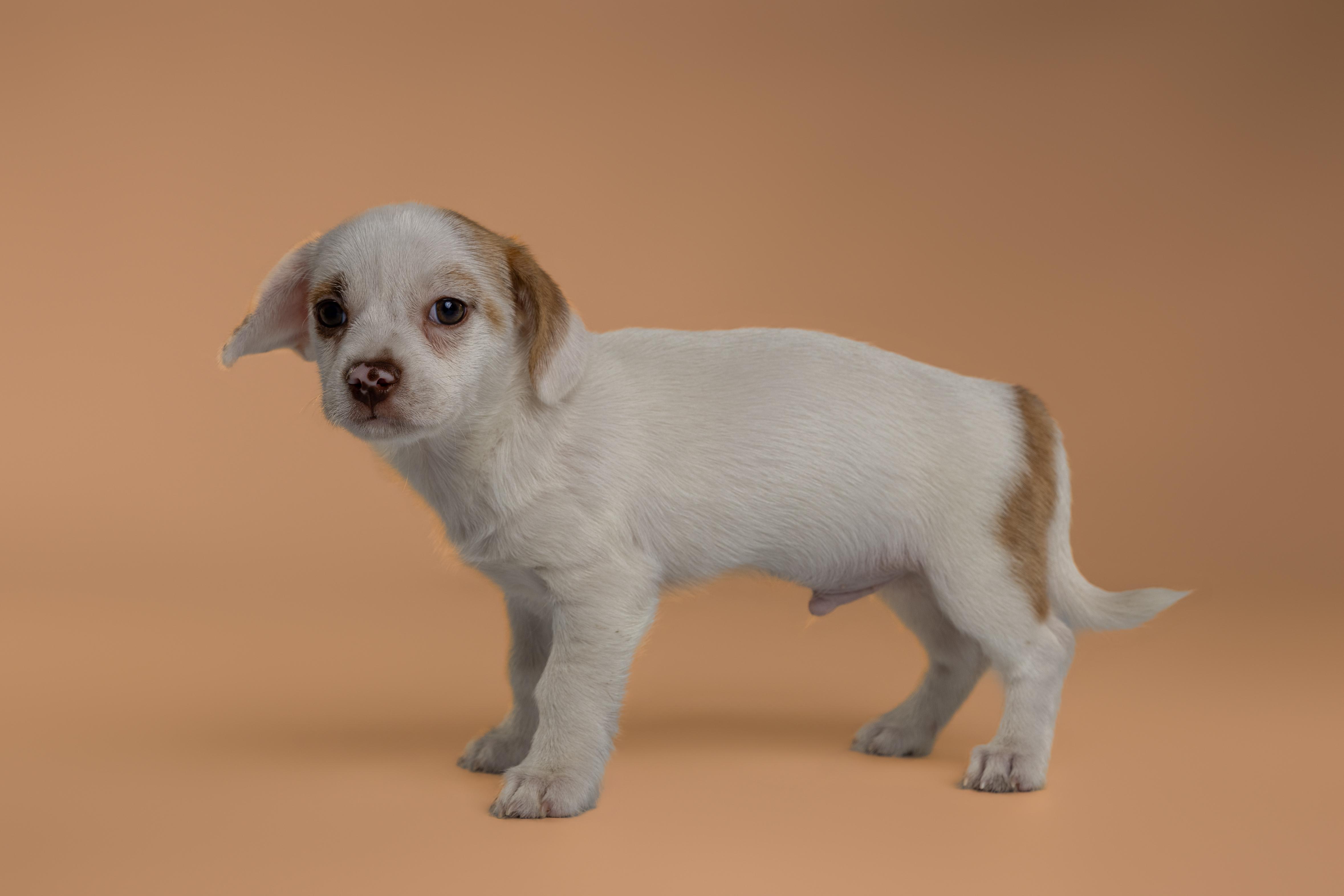 Enlarge Gabbana, an adopted mixed breed in Tyler, TX image 2/5