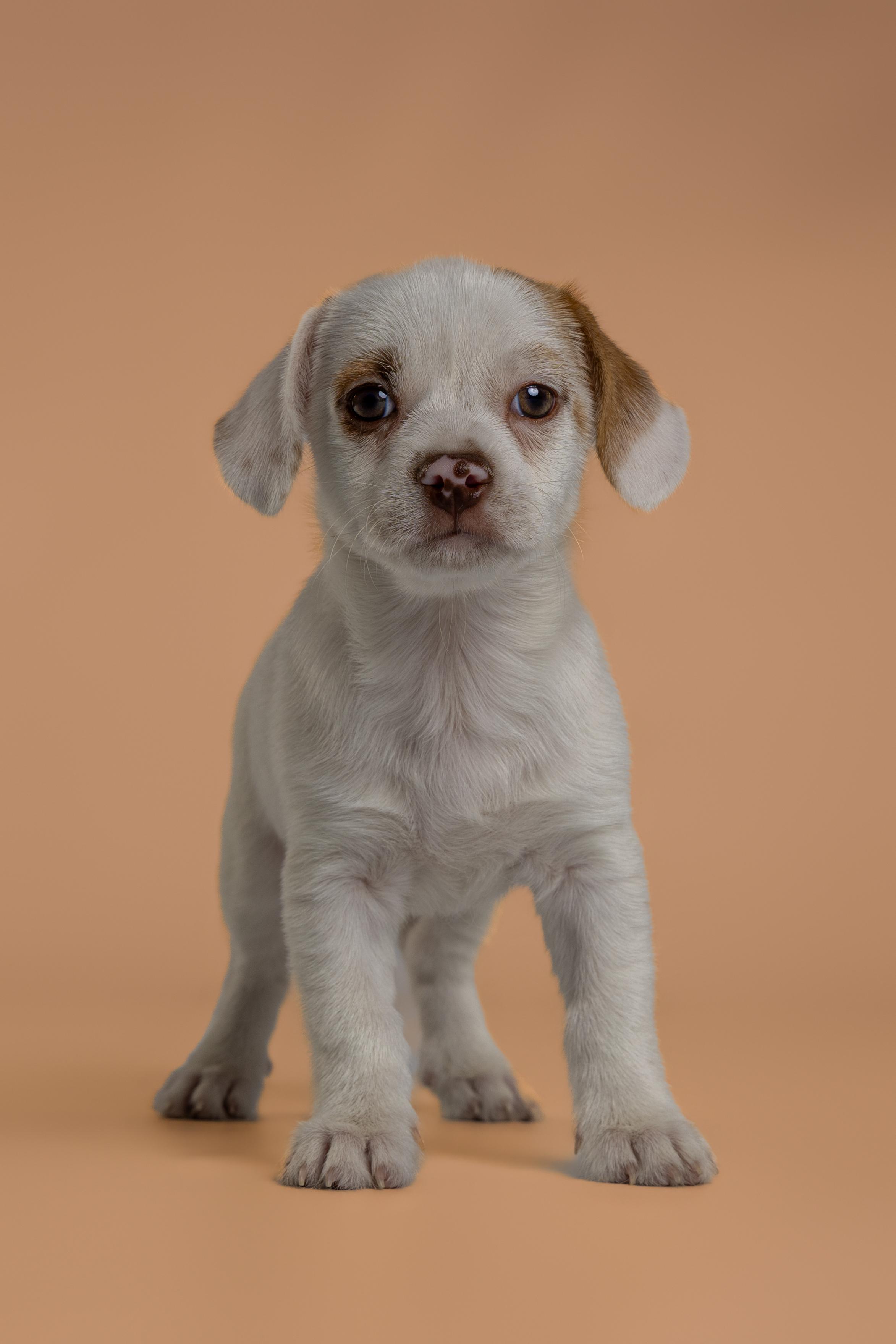 Enlarge Gabbana, an adopted mixed breed in Tyler, TX image 3/5
