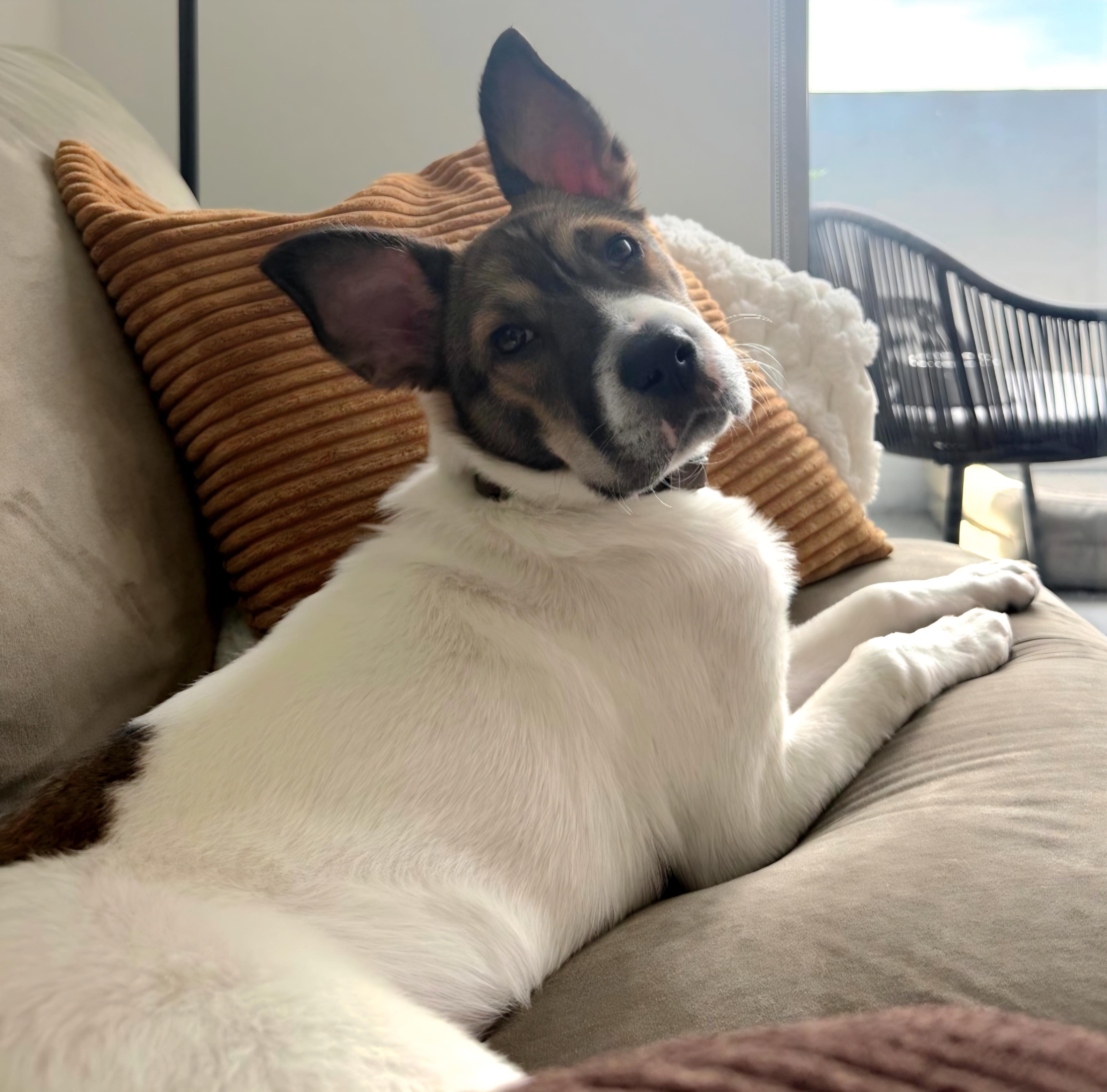 Enlarge Bakon 0963, an adoptable mixed breed in Boca Raton, FL image 4/4