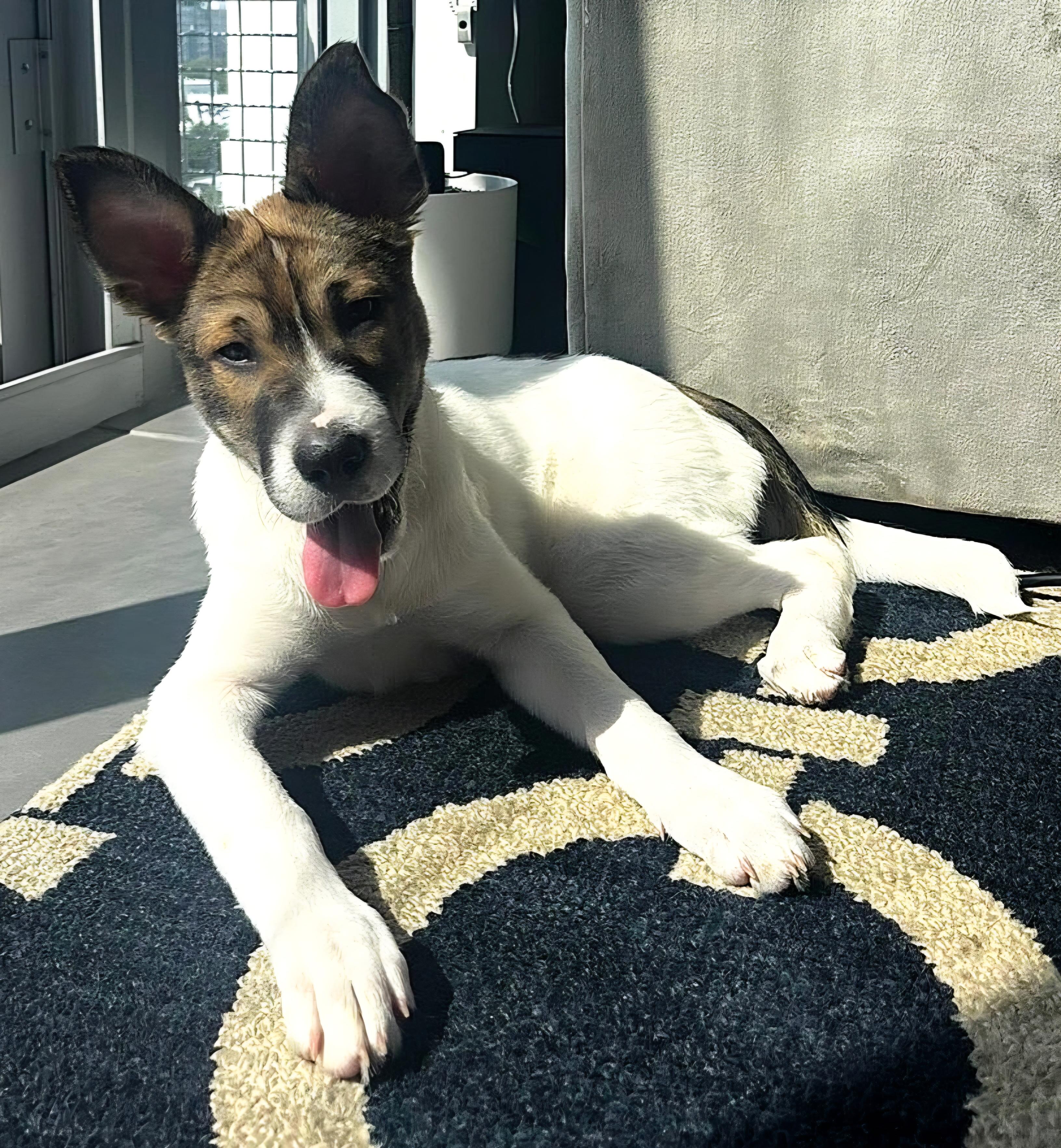 Enlarge Bakon 0963, an adoptable mixed breed in Boca Raton, FL image 3/4