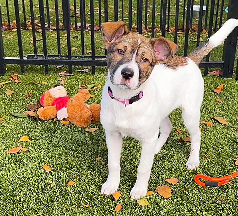 Bakon — thumbnail 2