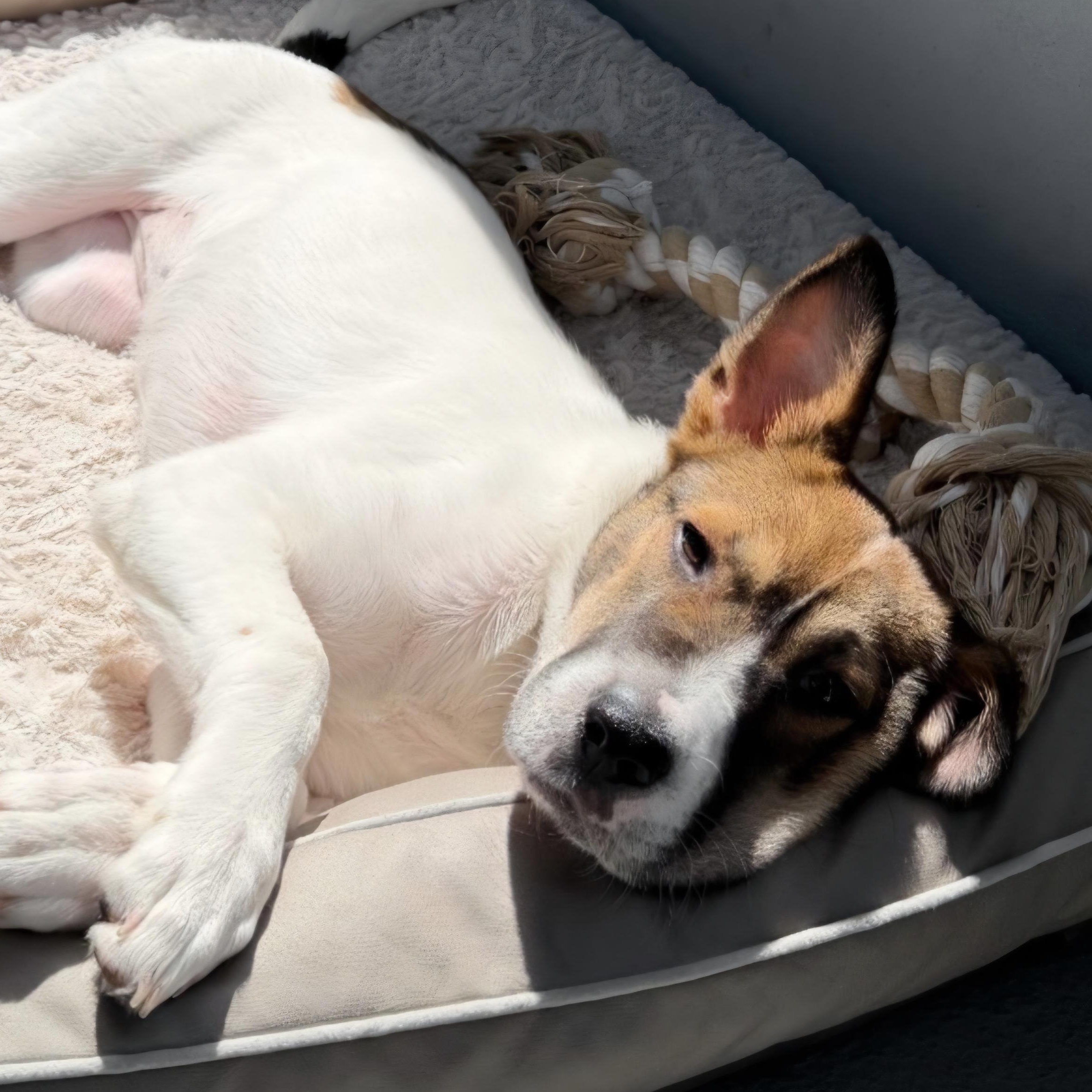 Enlarge Bakon 0963, an adoptable mixed breed in Boca Raton, FL image 1/4