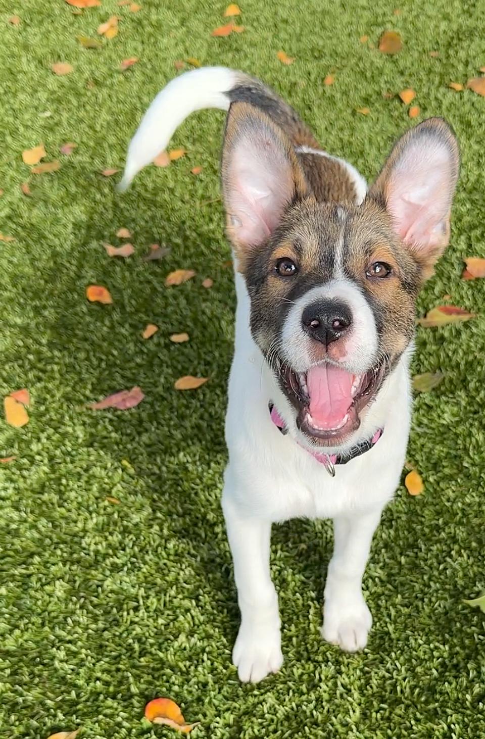 Enlarge Bakon 0963, an adoptable mixed breed in Boca Raton, FL image 2/4