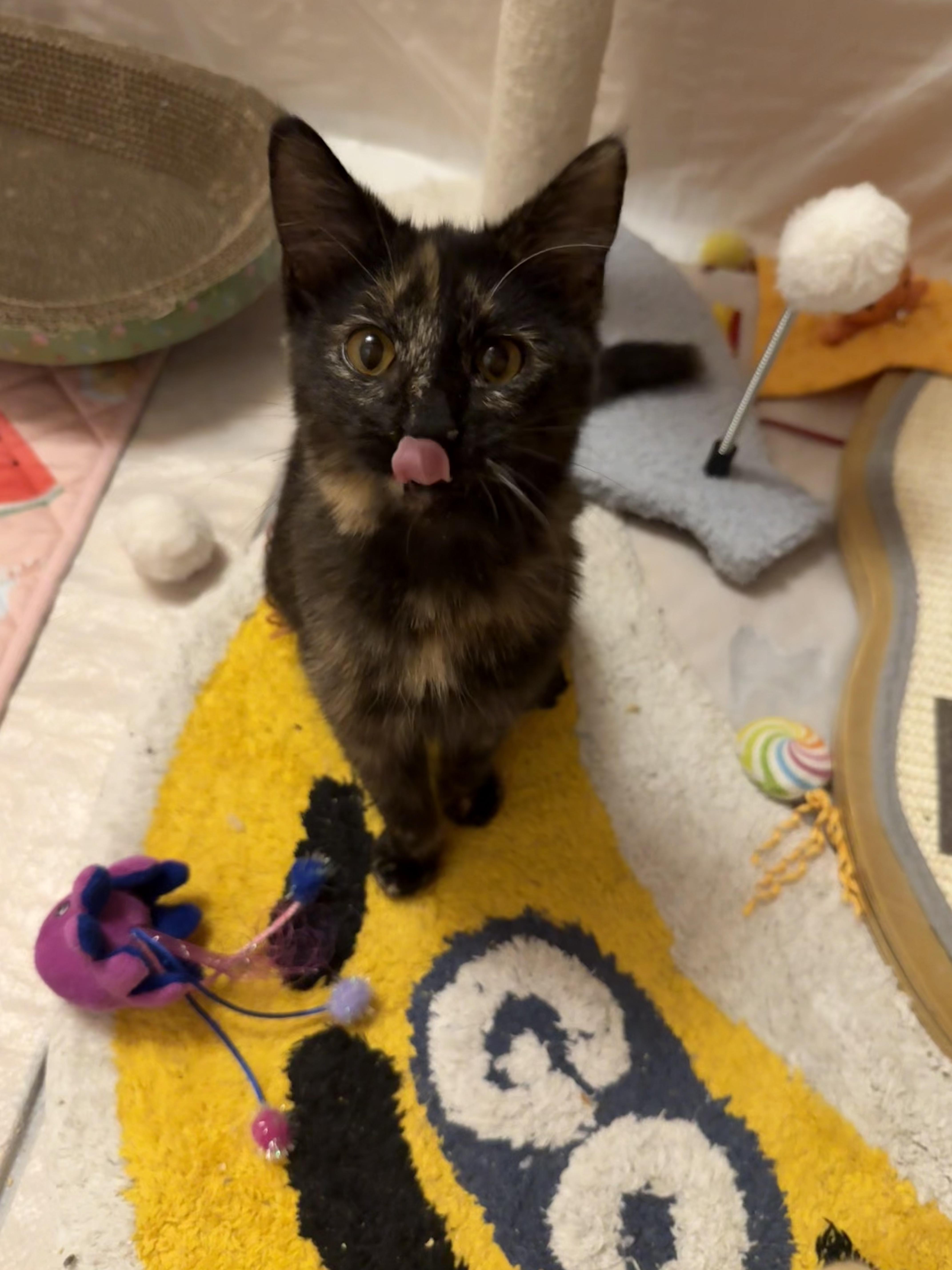 Sprinkles thumbnail 2