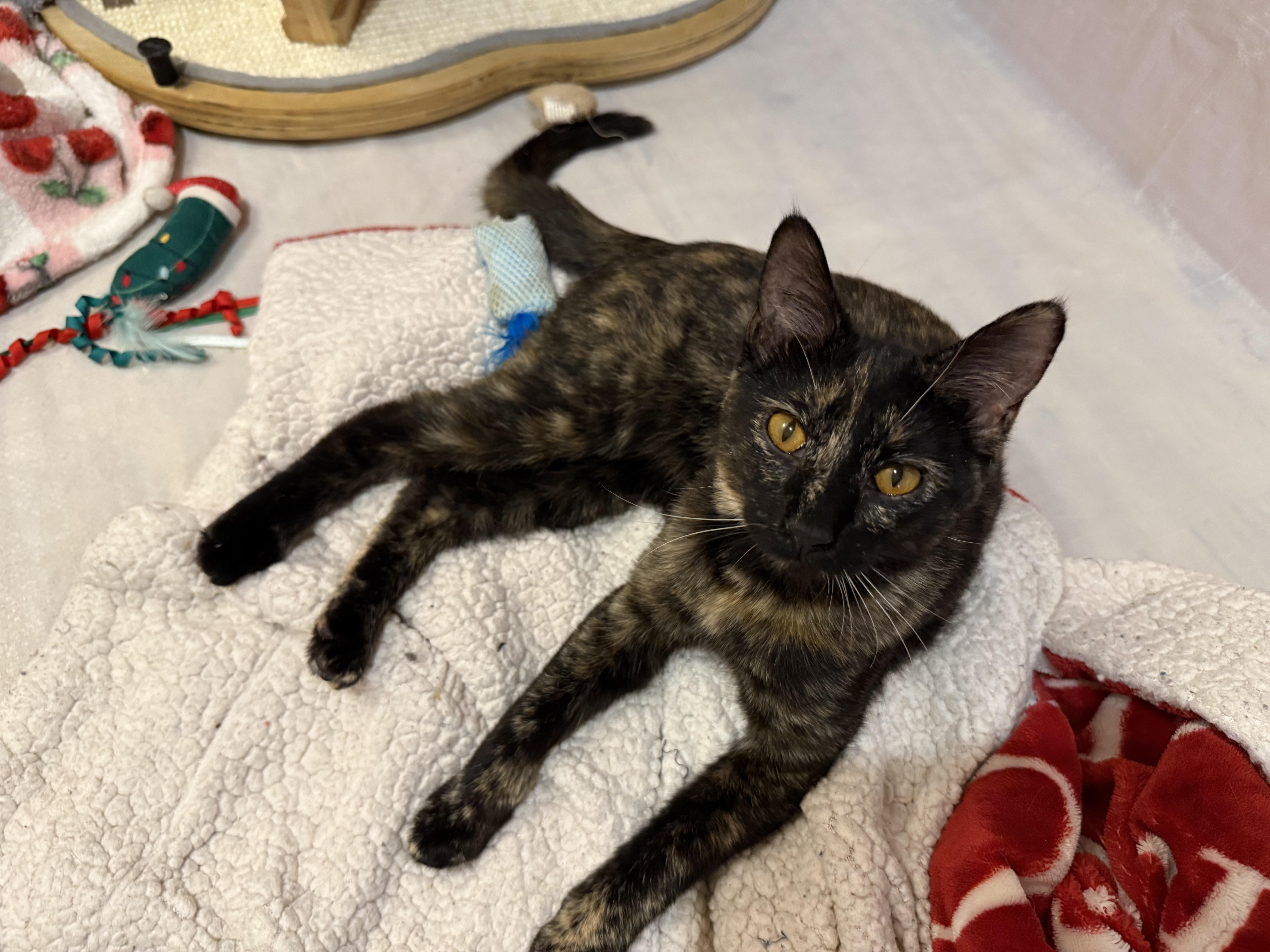 Enlarge Sprinkles, an adoptable Tortoiseshell in Reeseville, WI image 2/3