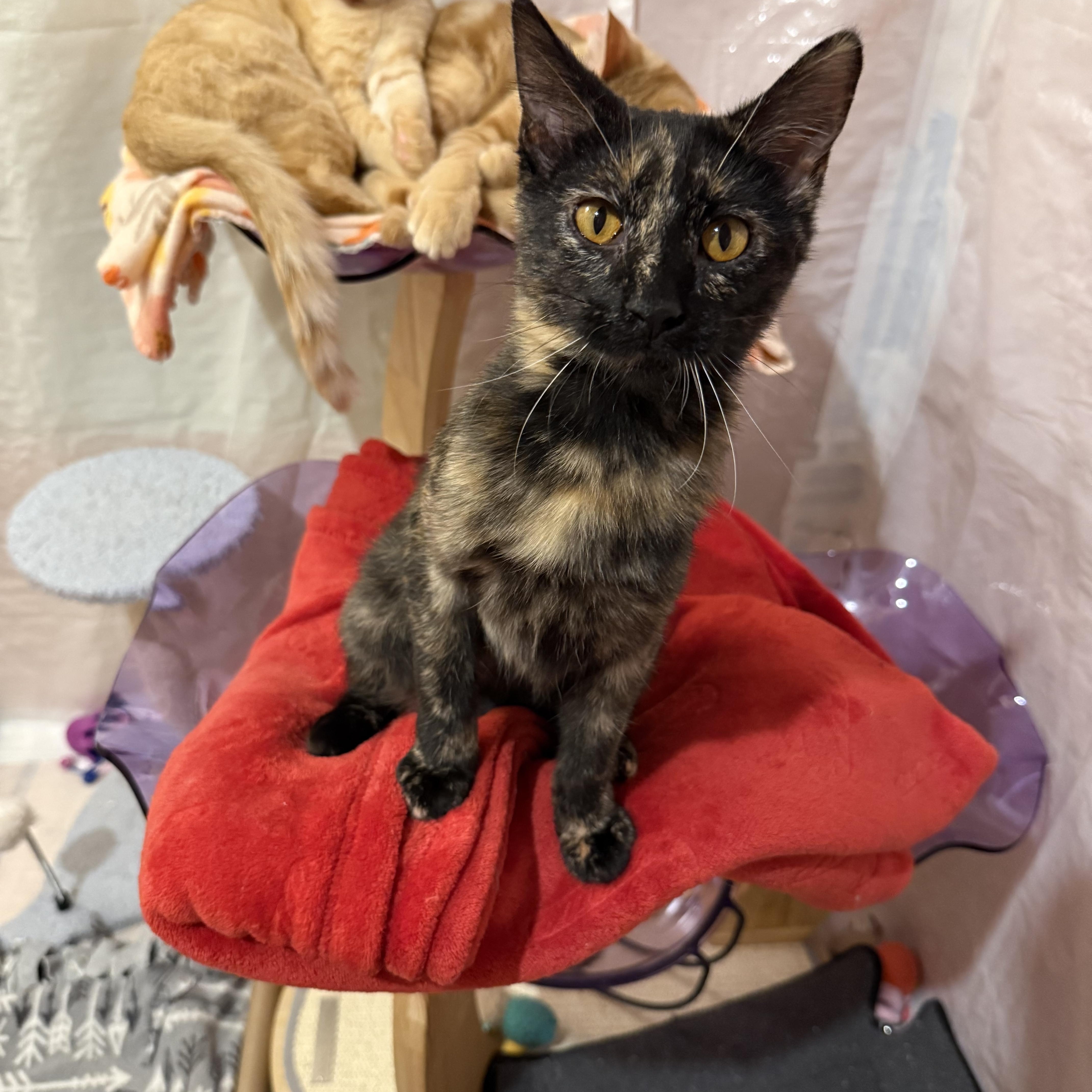 Enlarge Sprinkles, an adoptable Tortoiseshell in Reeseville, WI image 3/3