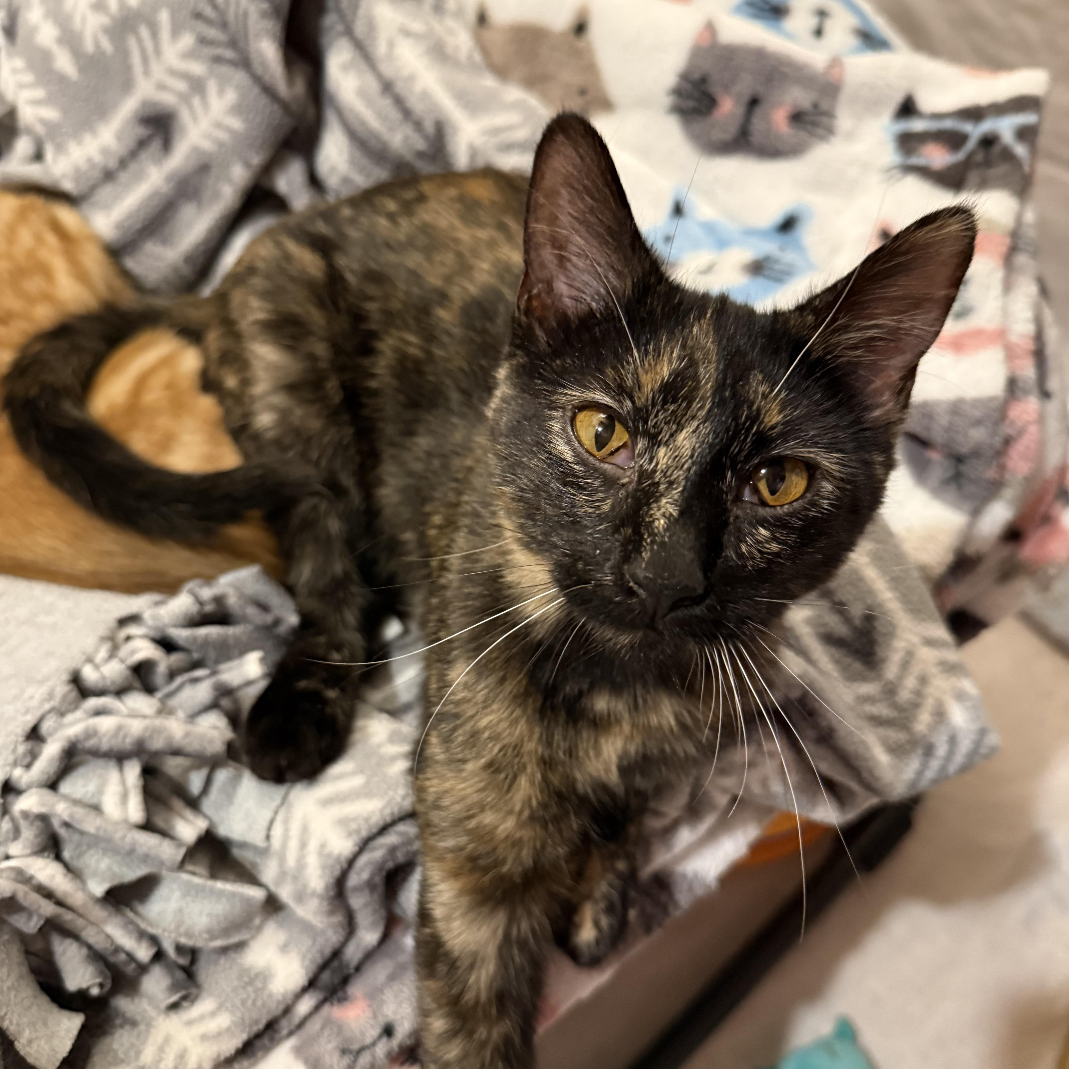 Enlarge Sprinkles, an adoptable Tortoiseshell in Reeseville, WI image 1/3