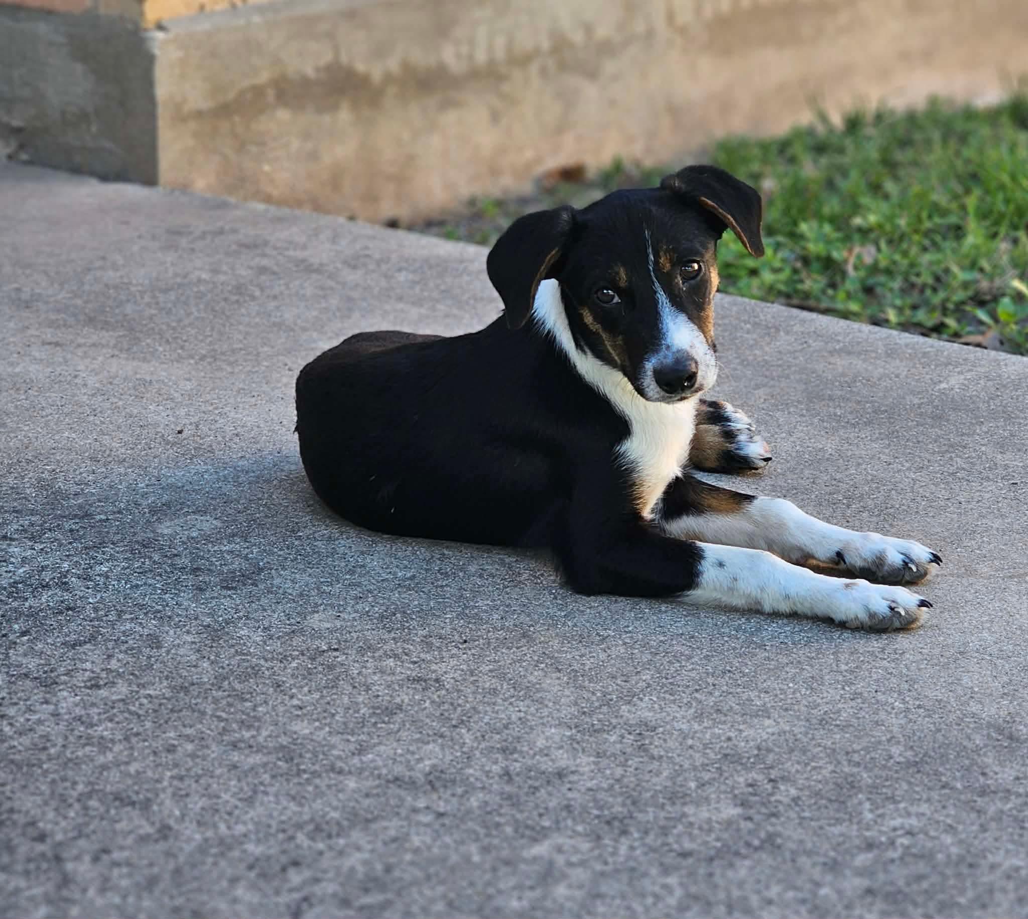 Enlarge Josie , a ADOPTABLE mixed breed in Boston, MA image 2/4