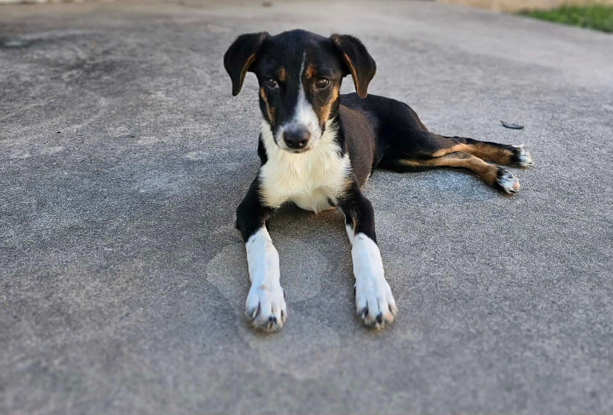 Enlarge Josie , a ADOPTABLE mixed breed in Boston, MA image 4/4