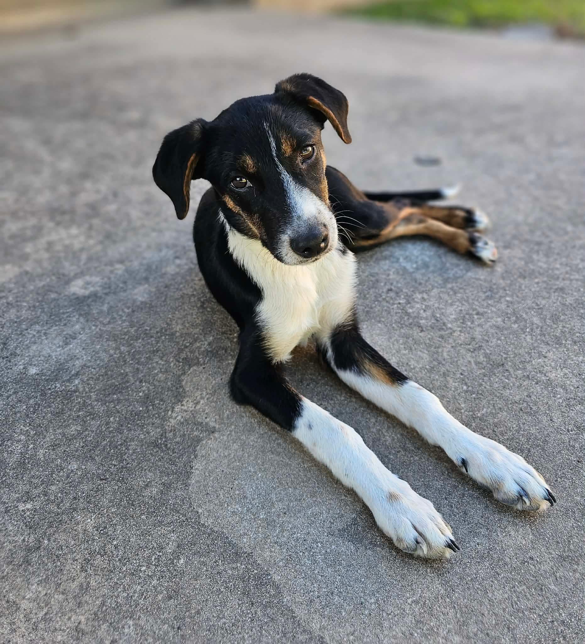 Enlarge Josie , a ADOPTABLE mixed breed in Boston, MA image 3/4