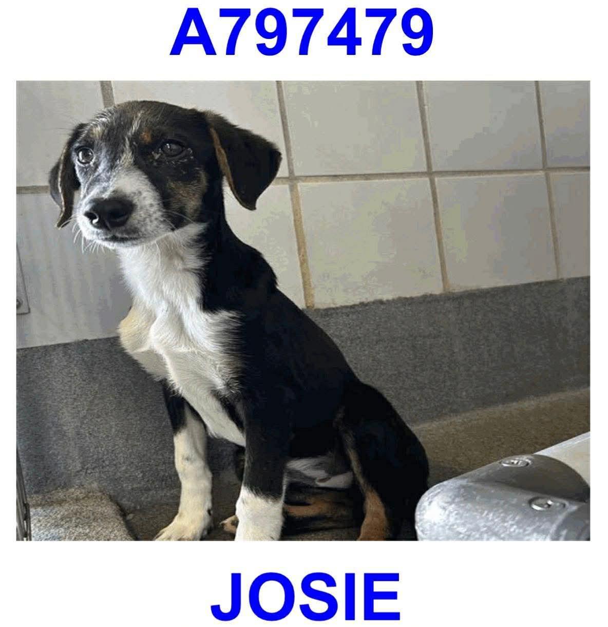 Josie , ADOPTABLE, Young Female Chihuahua & Greyhound.