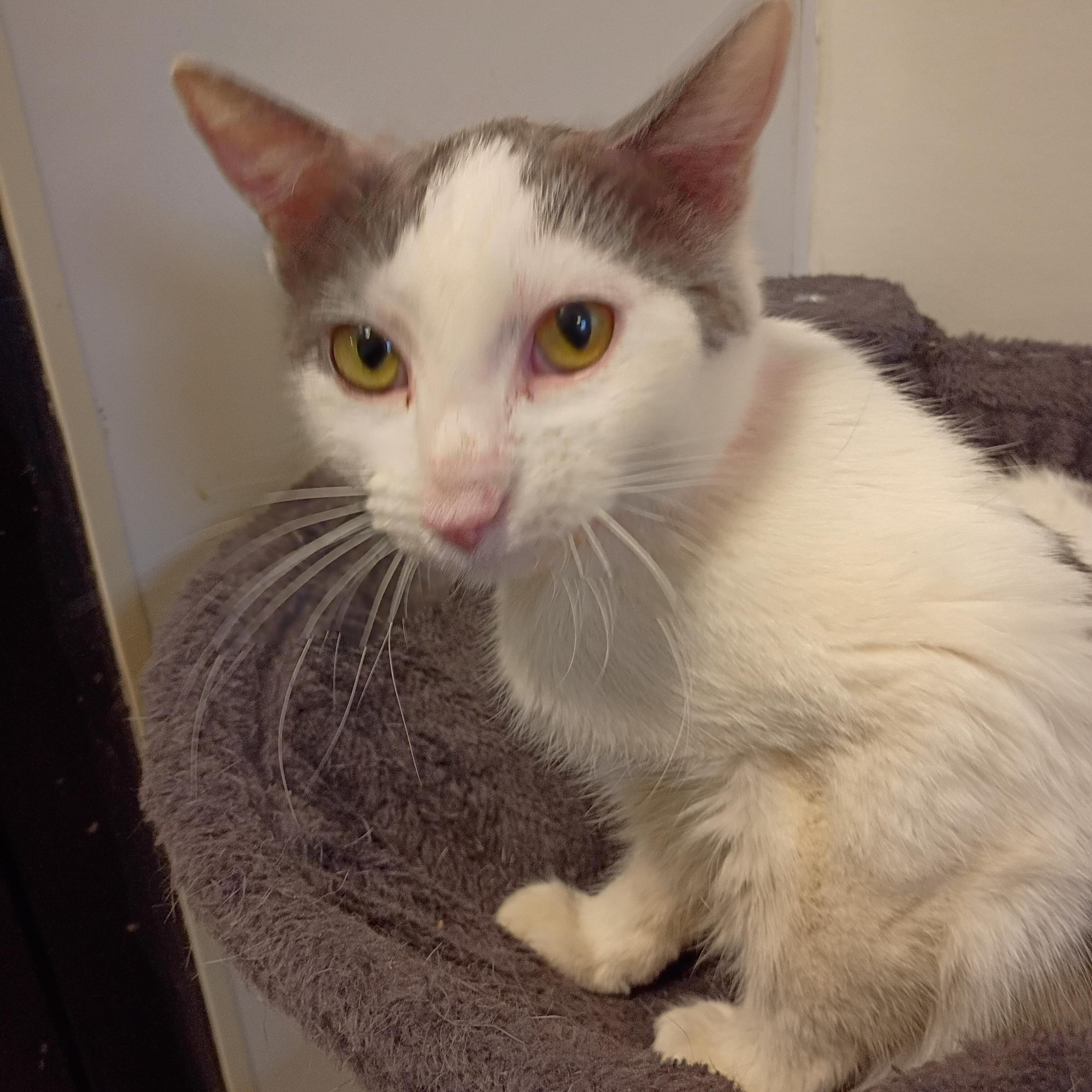 Enlarge Fern, an adoptable Domestic Short Hair in Muncie, IN image 1/1