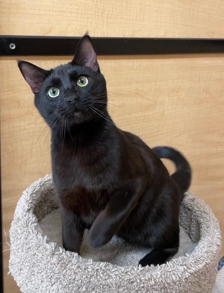 Hocus , adopted, Kitten Male Domestic Short Hair.