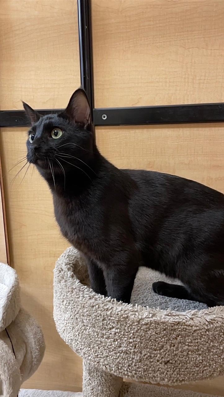 Enlarge Hocus , an adopted Domestic Short Hair in Barrington Hills, IL image 3/6