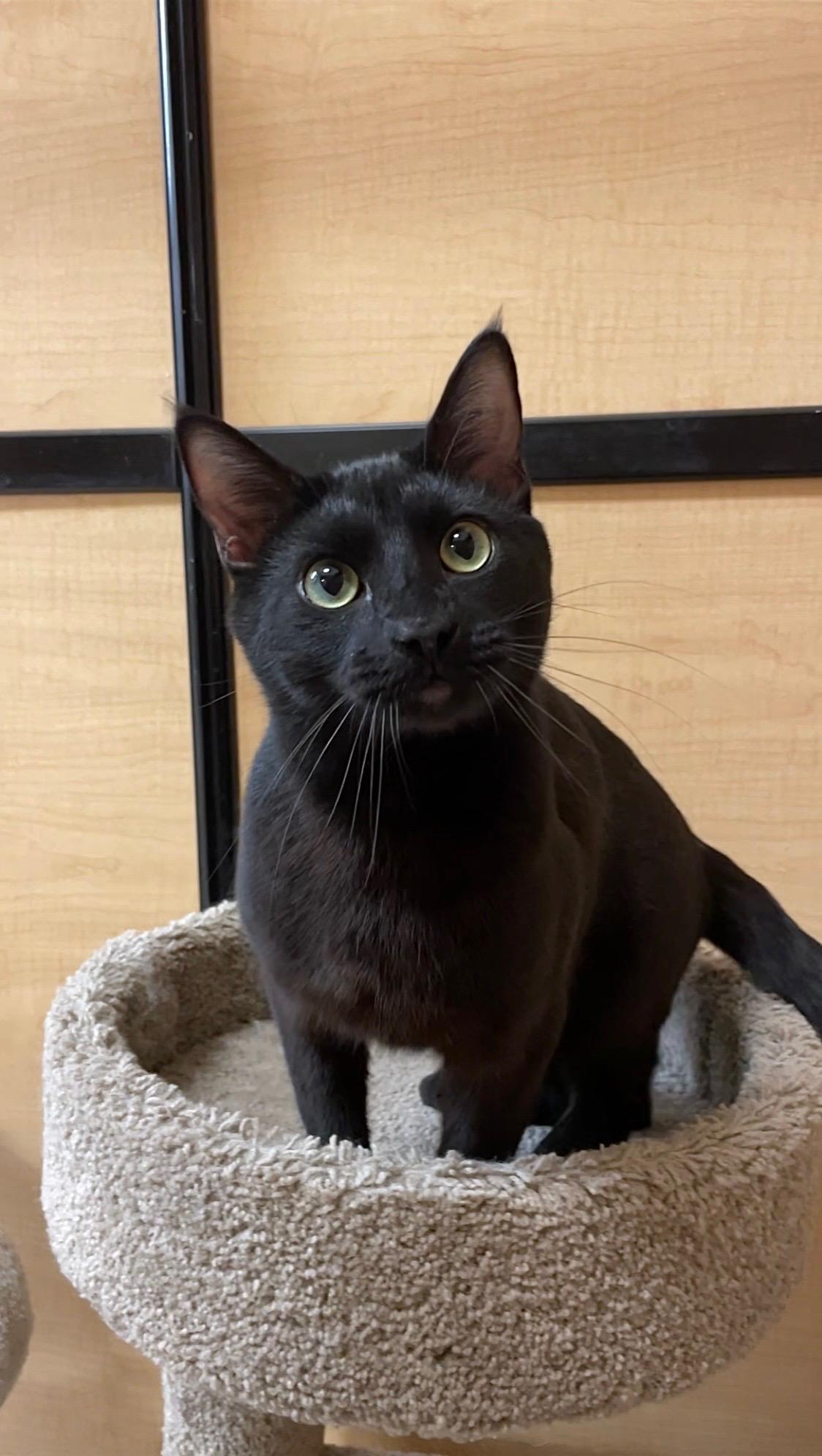 Enlarge Hocus , an adopted Domestic Short Hair in Barrington Hills, IL image 5/6