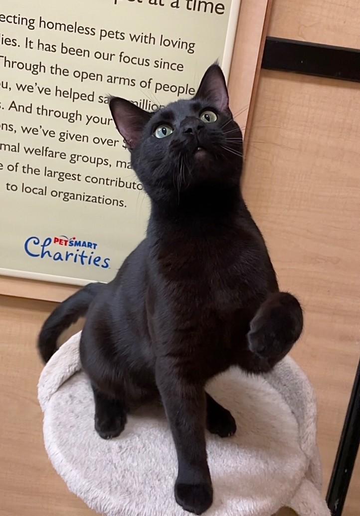 Enlarge Hocus , an adopted Domestic Short Hair in Barrington Hills, IL image 4/6