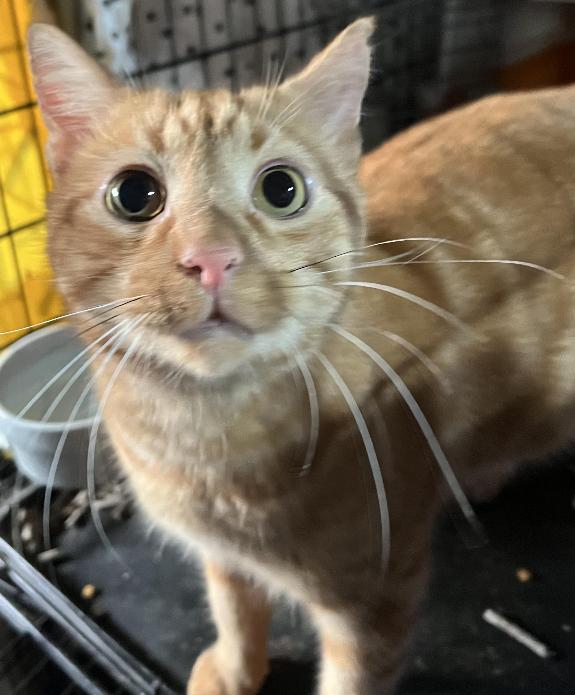 Schroeder thumbnail 2