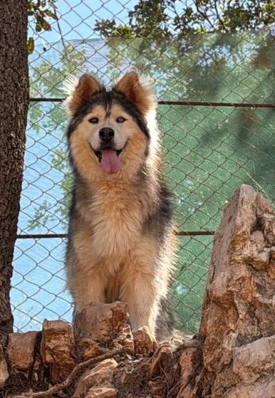 Enlarge Blue, a Adoptable mixed breed in Issaquah, WA image 4/5