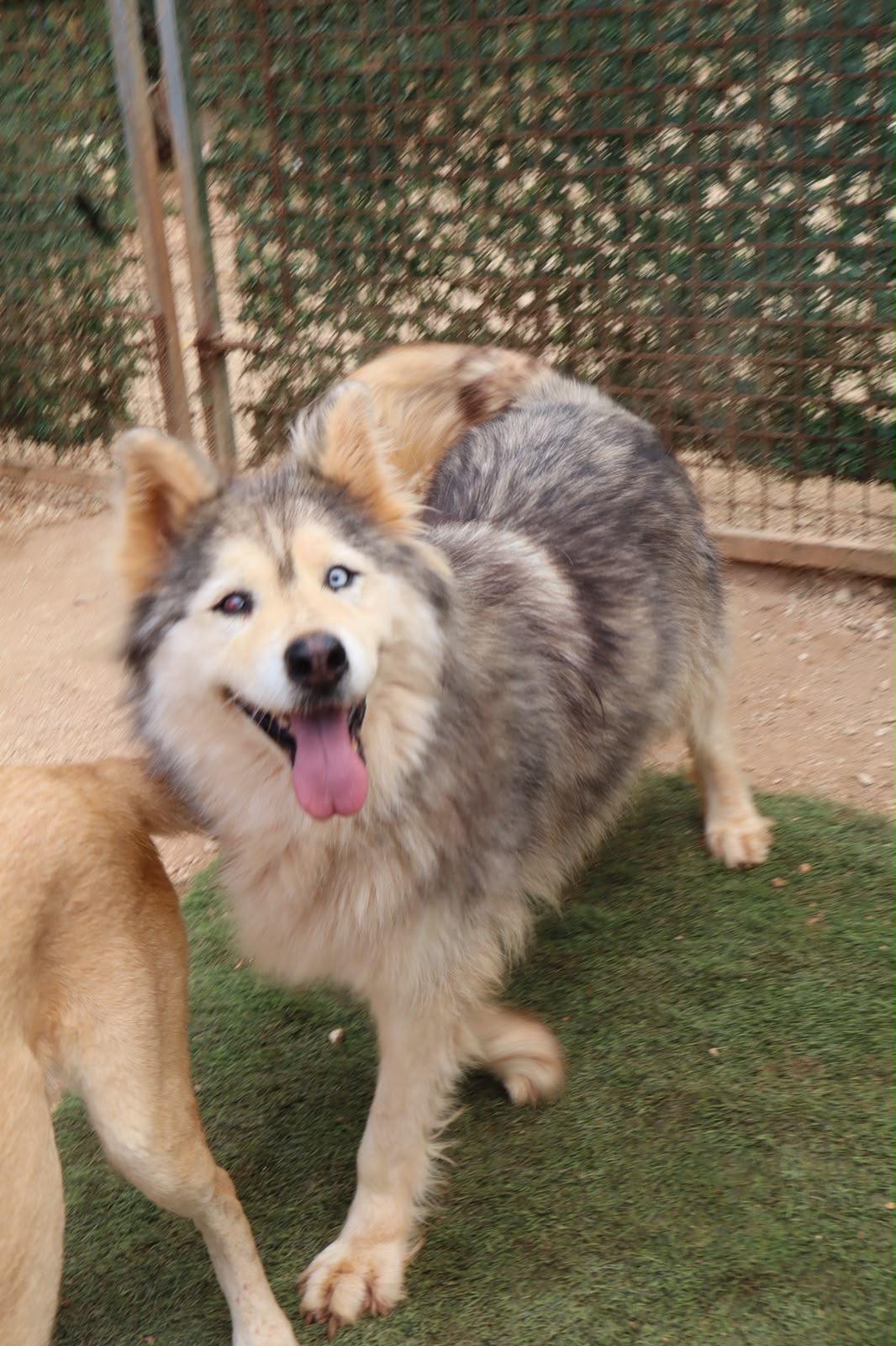 Enlarge Blue, a Adoptable mixed breed in Issaquah, WA image 1/5