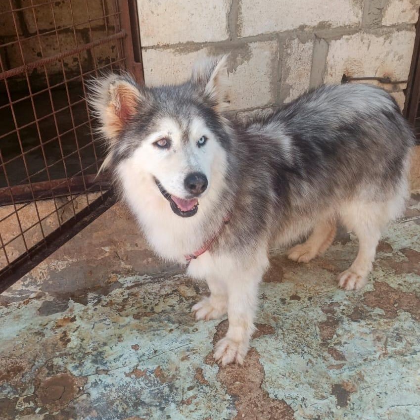 Enlarge Blue, a Adoptable mixed breed in Issaquah, WA image 3/5