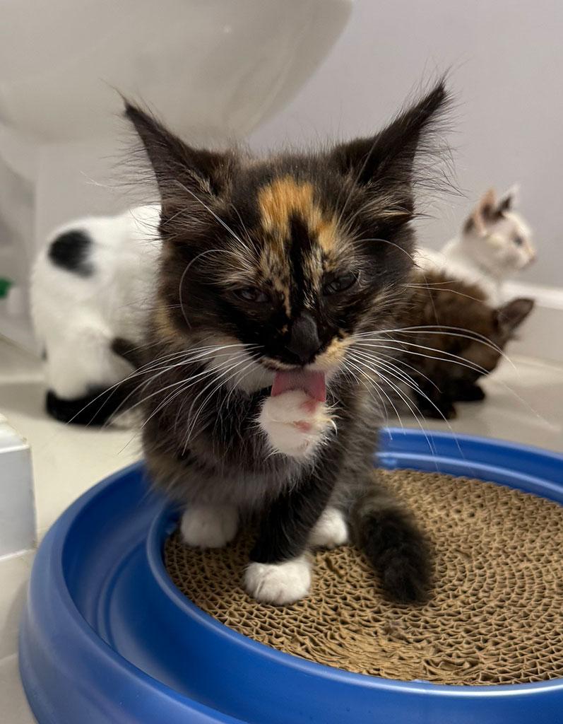 Enlarge Sarlac, a ADOPTABLE Domestic Long Hair in Bowie, MD image 4/4