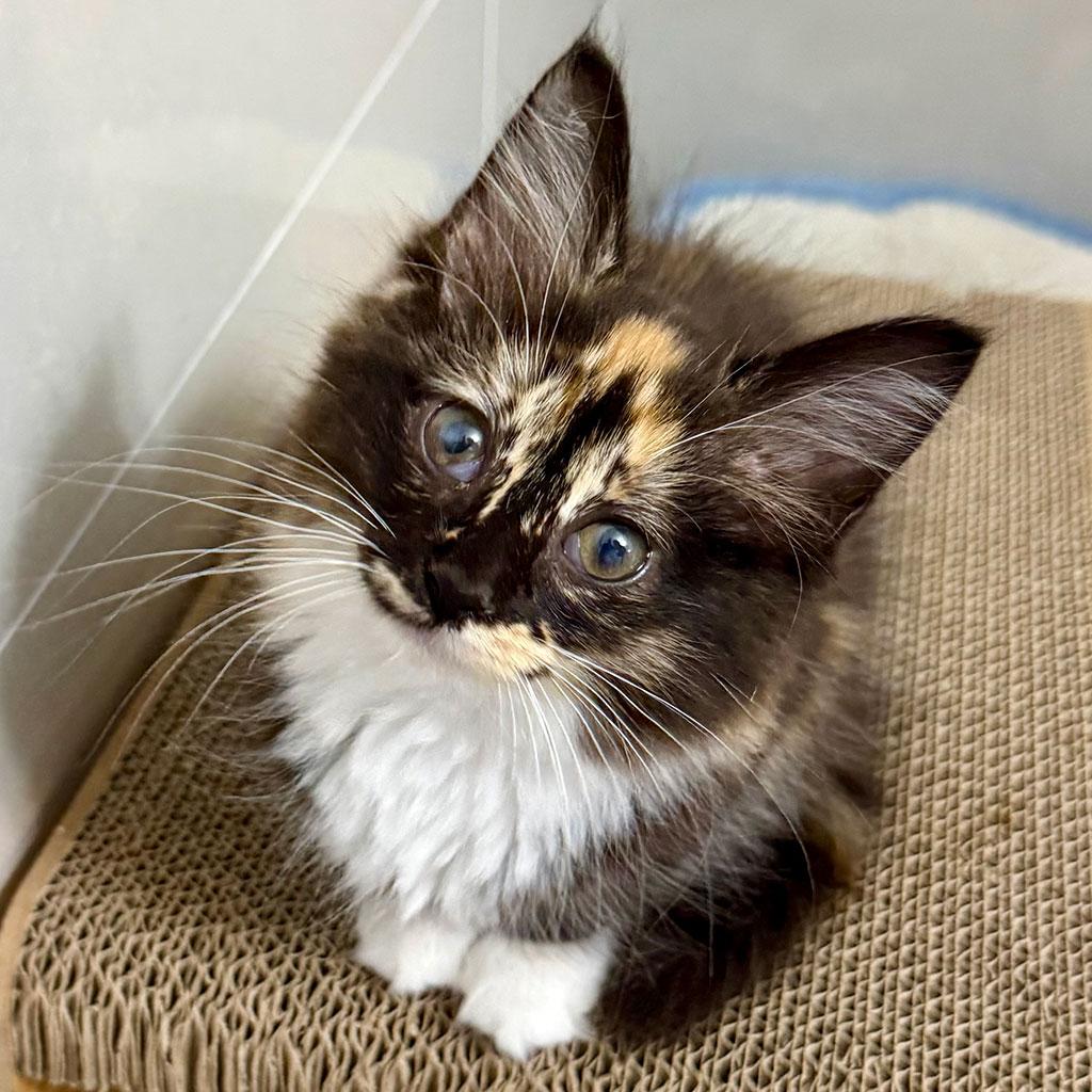 Enlarge Sarlac, a ADOPTABLE Domestic Long Hair in Bowie, MD image 2/4