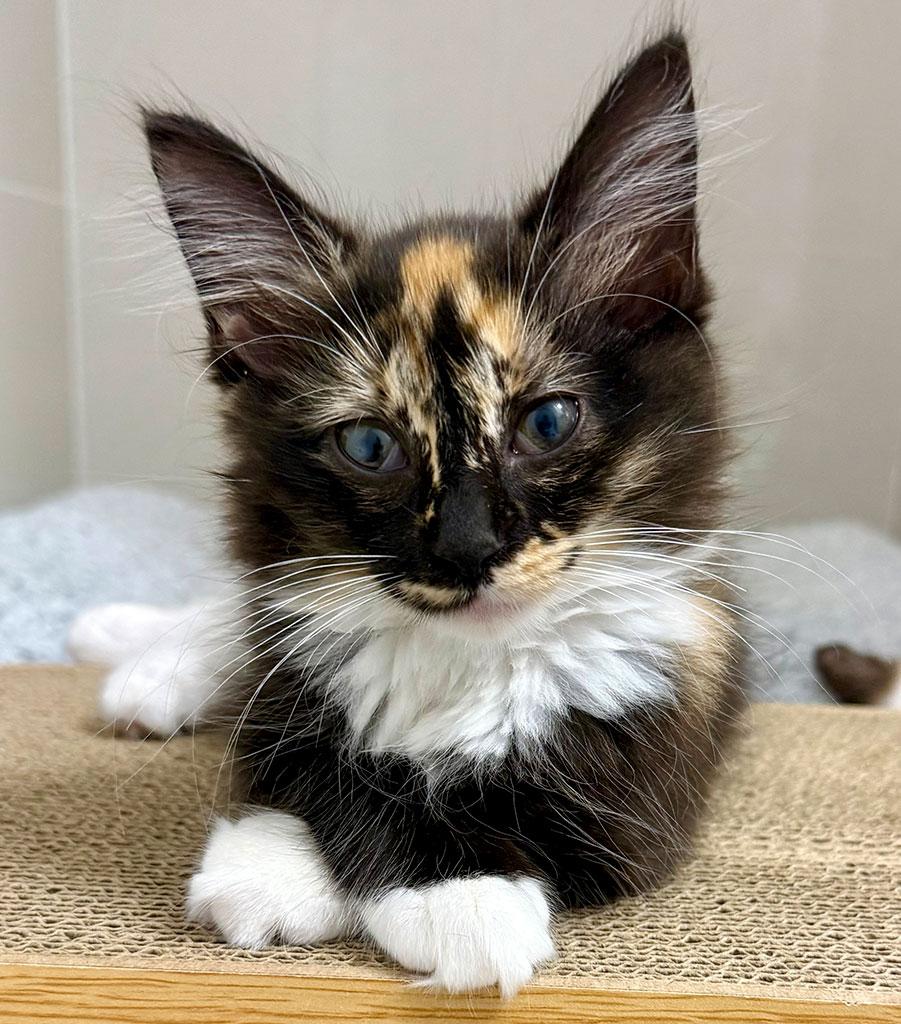 Enlarge Sarlac, a ADOPTABLE Domestic Long Hair in Bowie, MD image 1/4