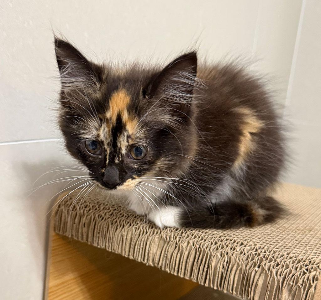 Enlarge Sarlac, a ADOPTABLE Domestic Long Hair in Bowie, MD image 3/4
