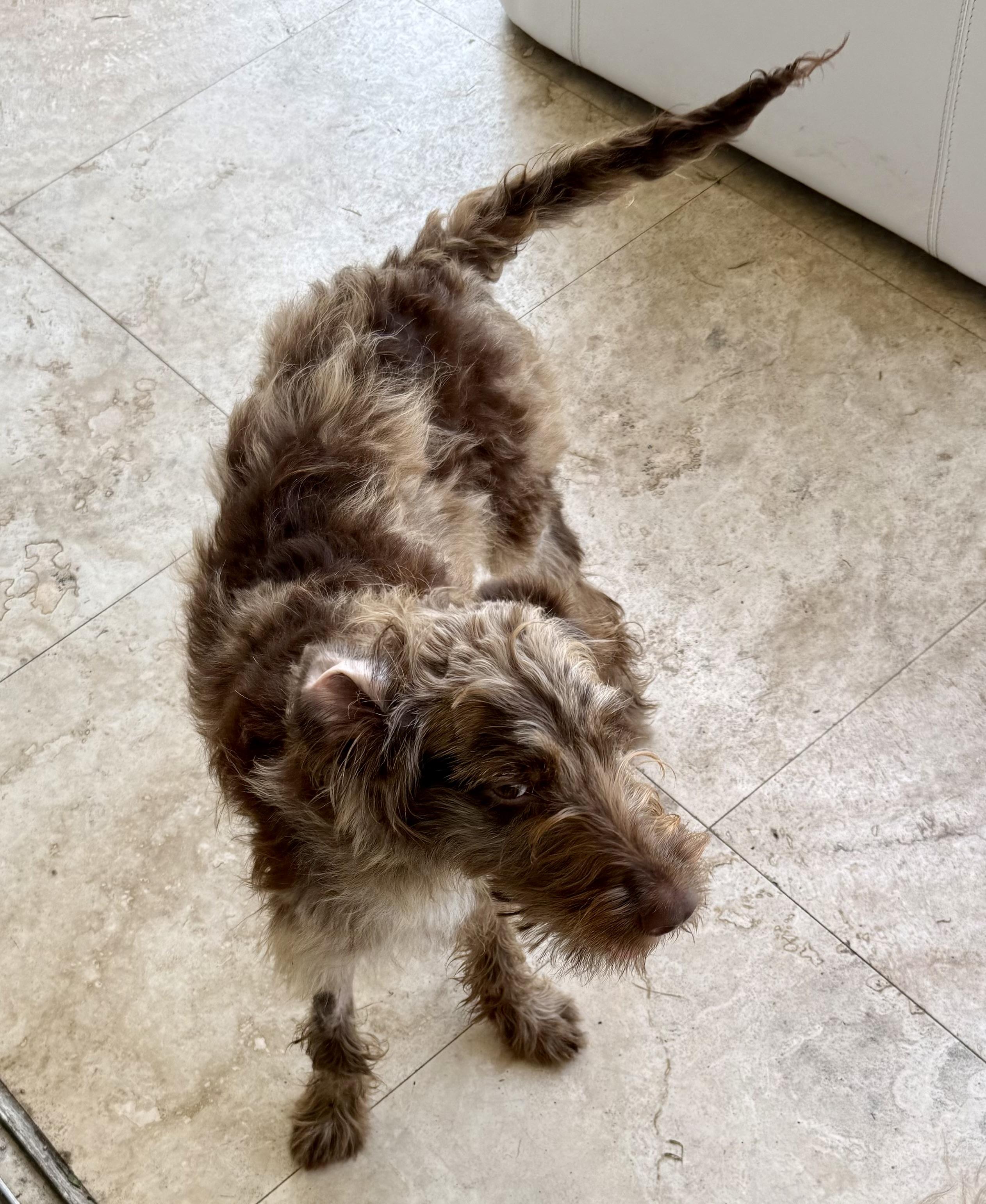 Hypoallergenic Labradoodle Puppy Boy Win, an adopted Labradoodle in Boca Raton, FL image 2/6